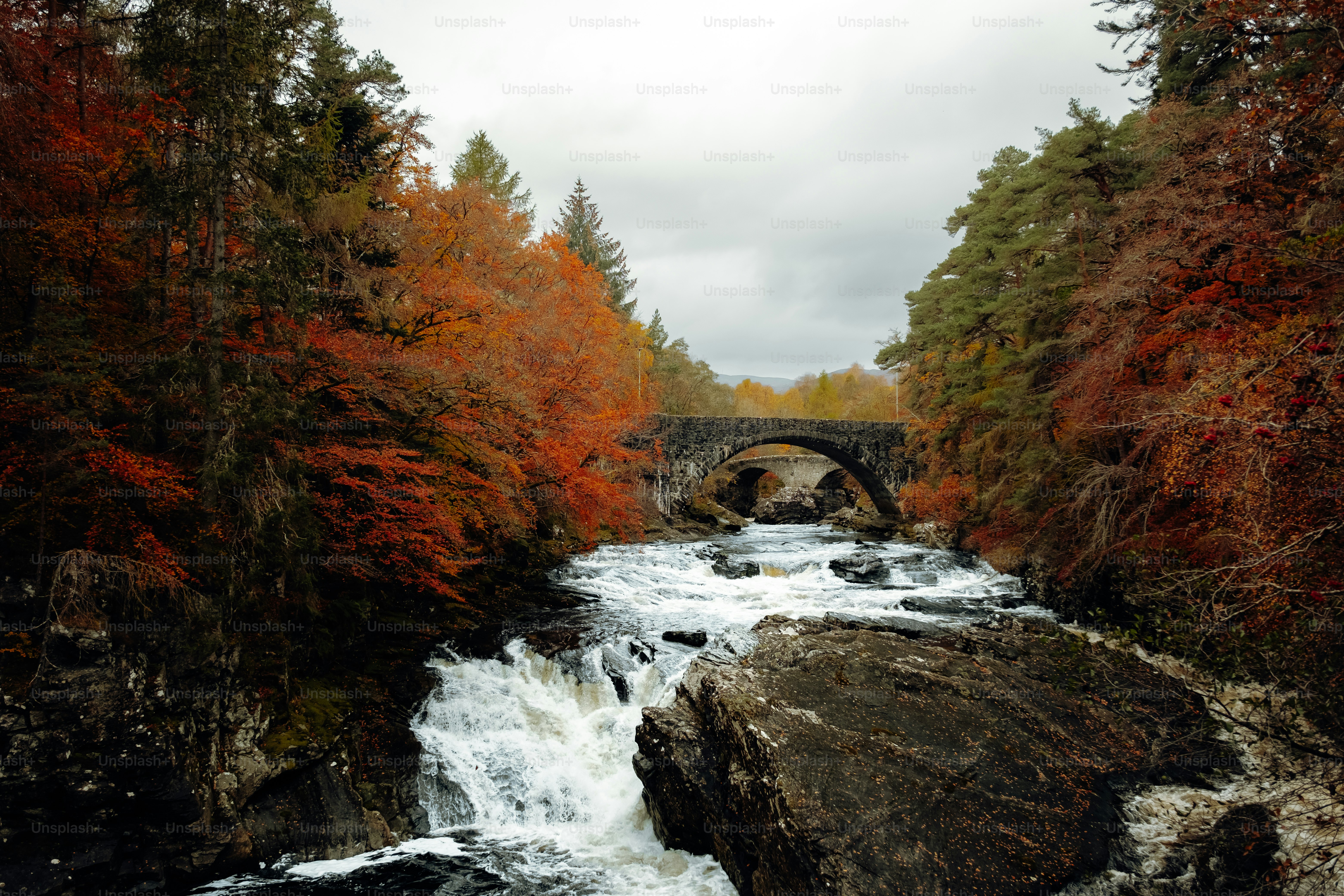 A river running through a forest filled with trees