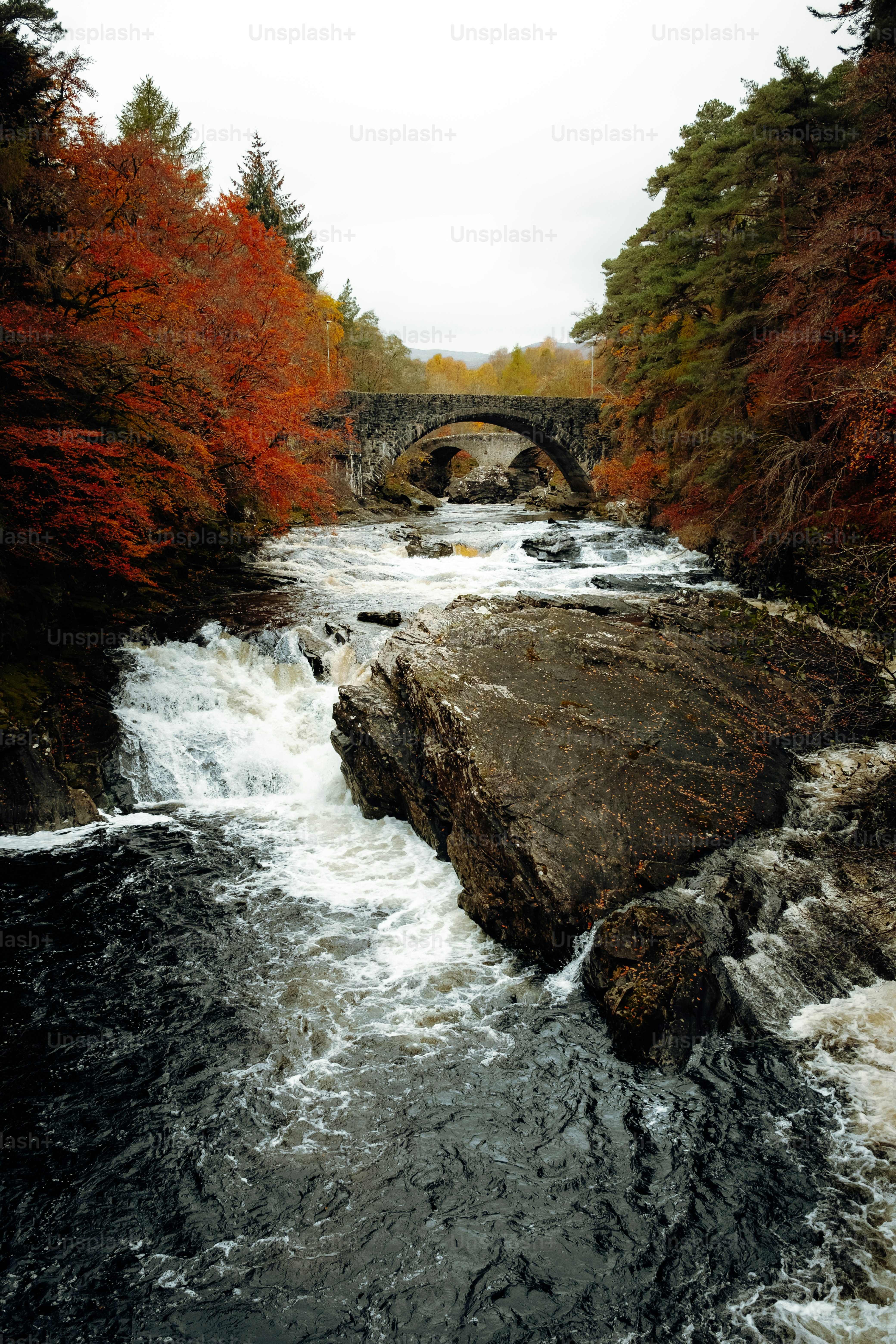 A river running through a forest filled with trees