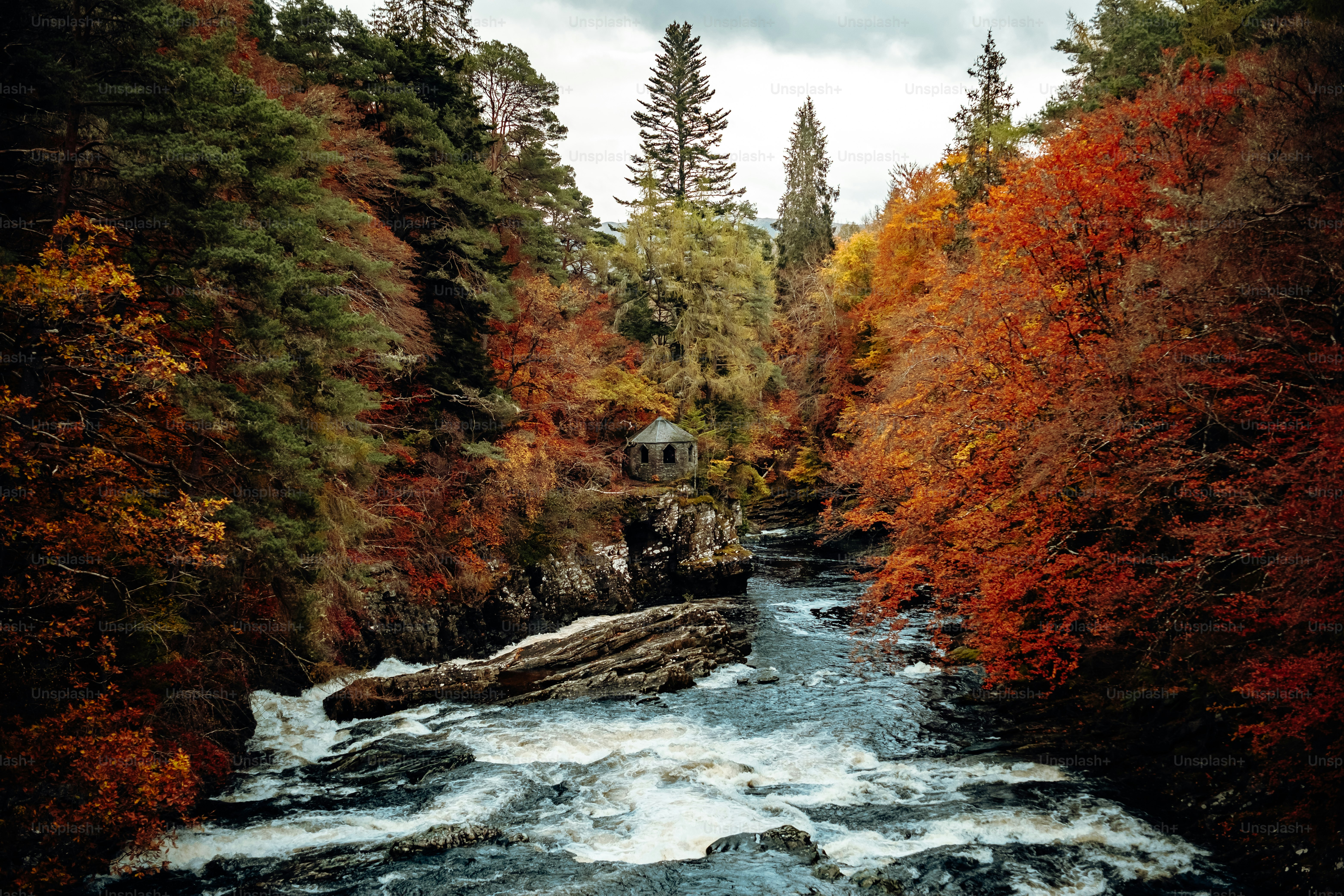 A river running through a forest filled with lots of trees