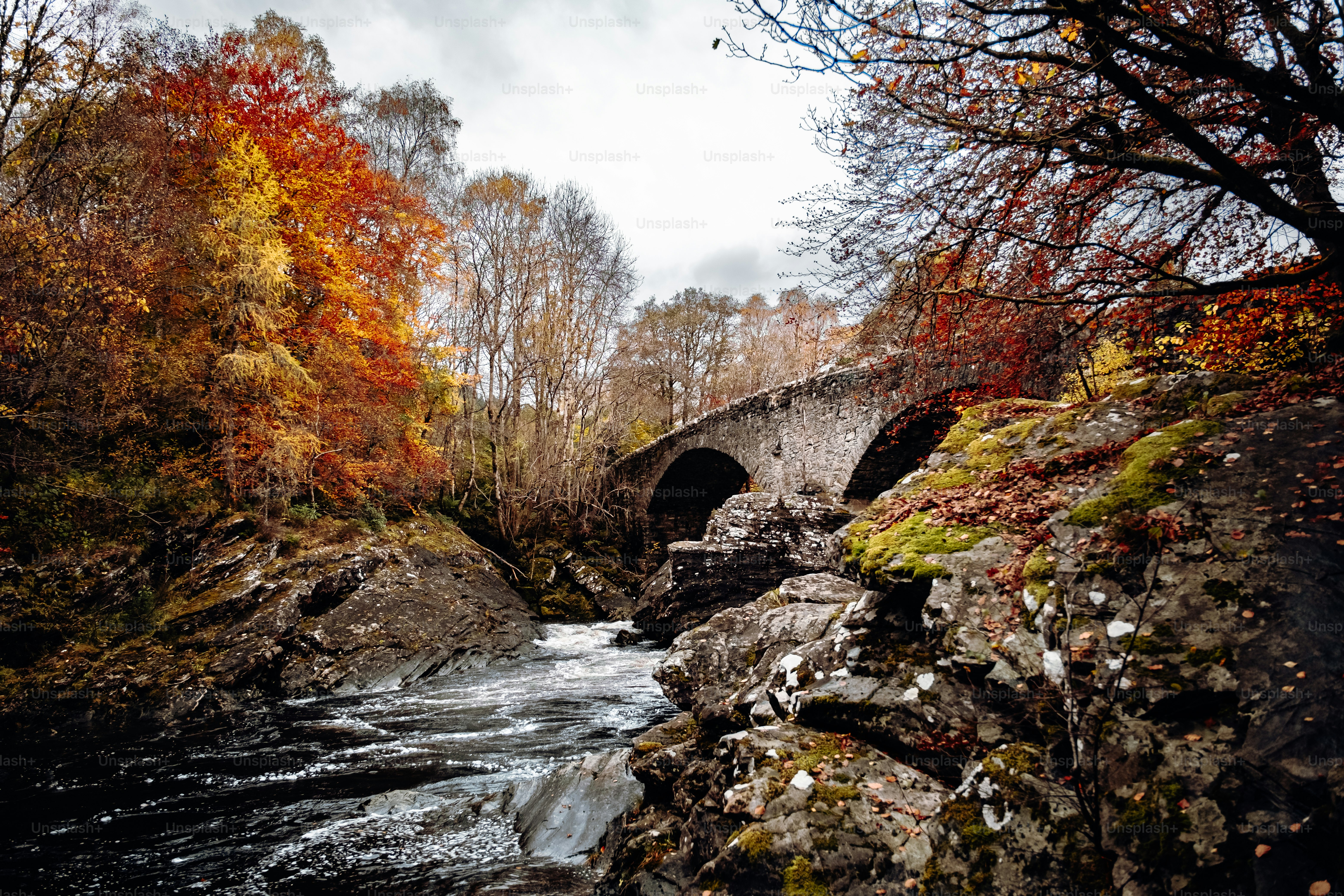 A river flowing under a bridge surrounded by trees