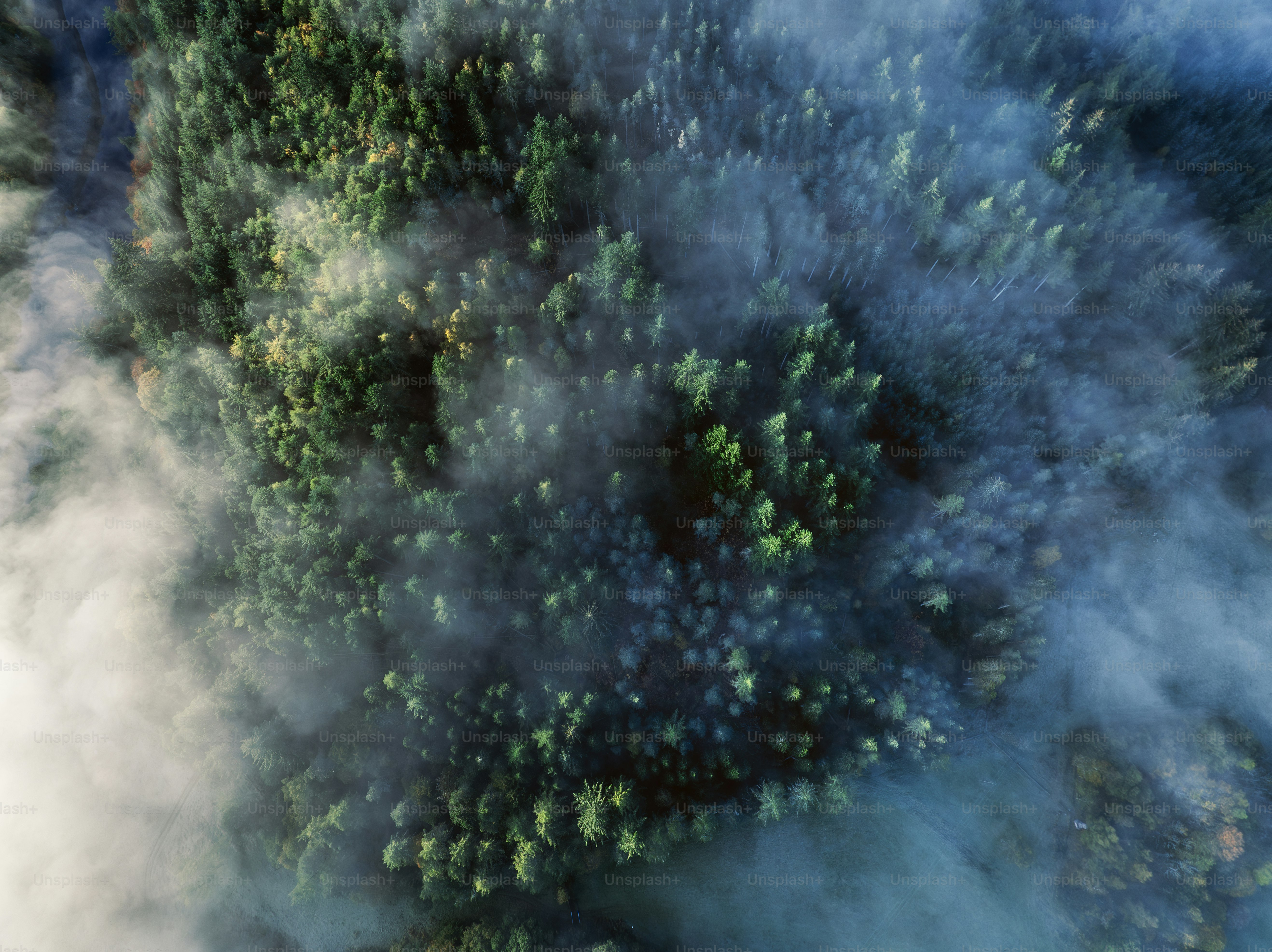 A bird's eye view of a forest in the clouds