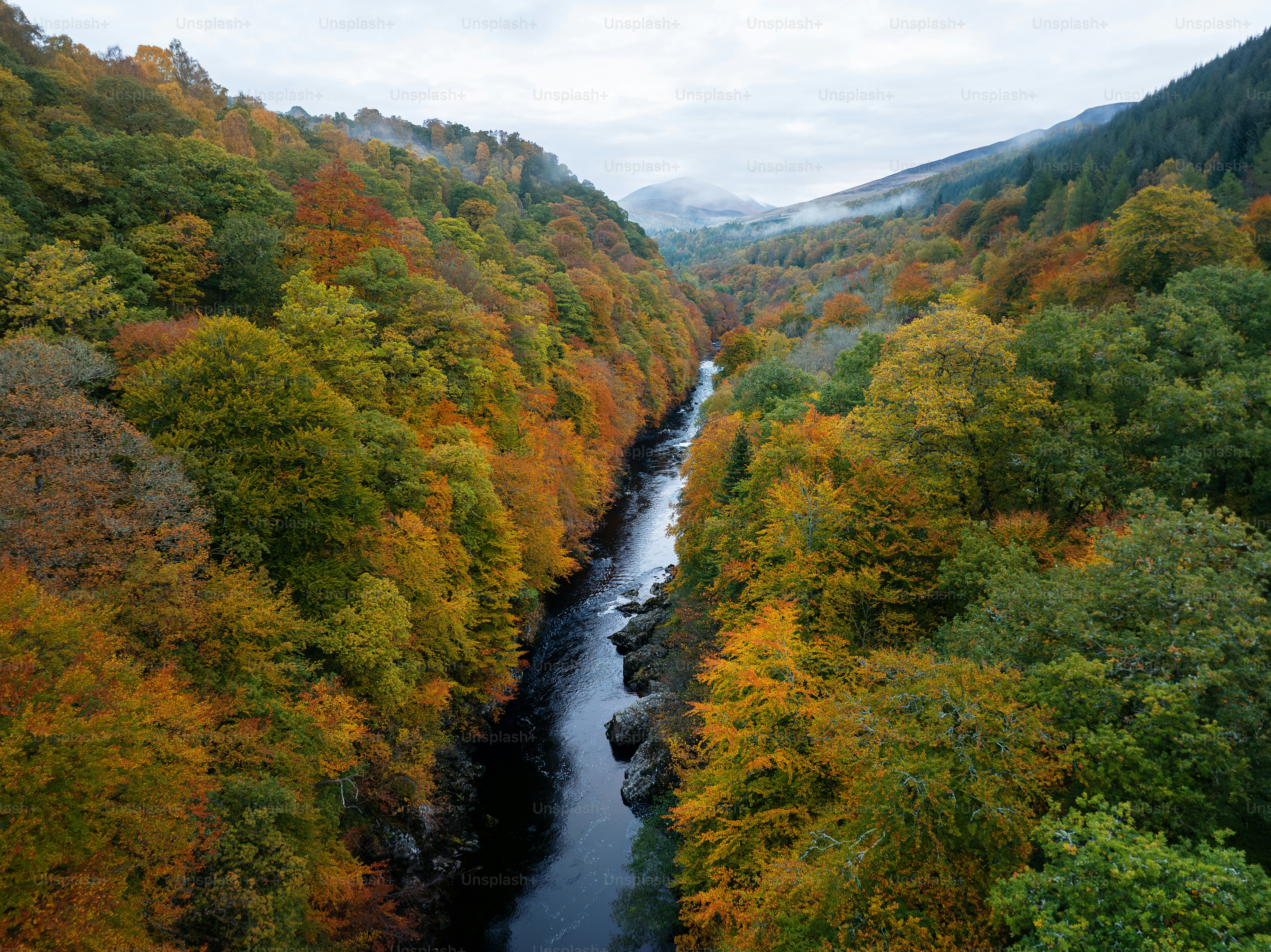 A river running through a lush green forest