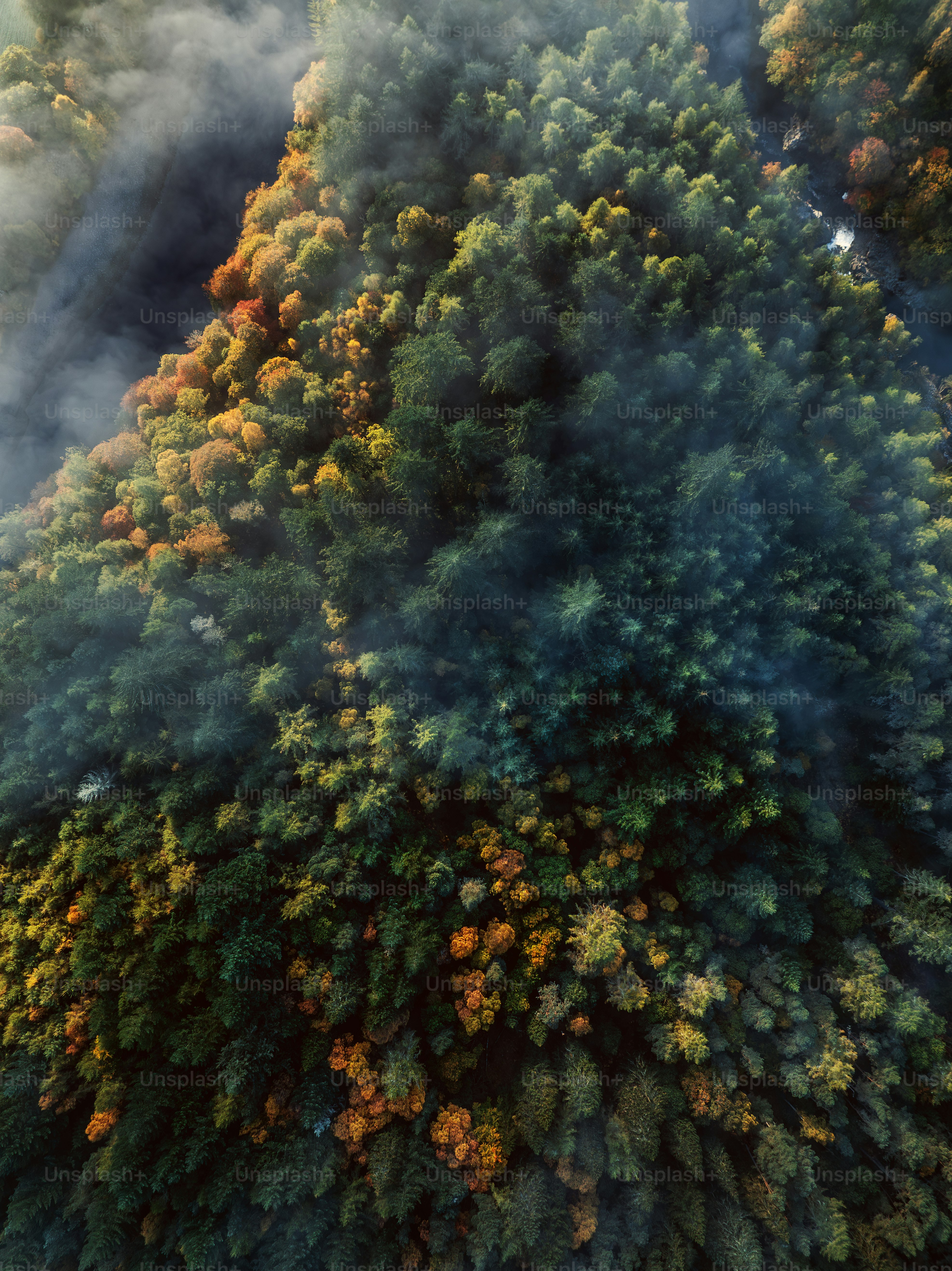 An aerial view of a forest in the fall
