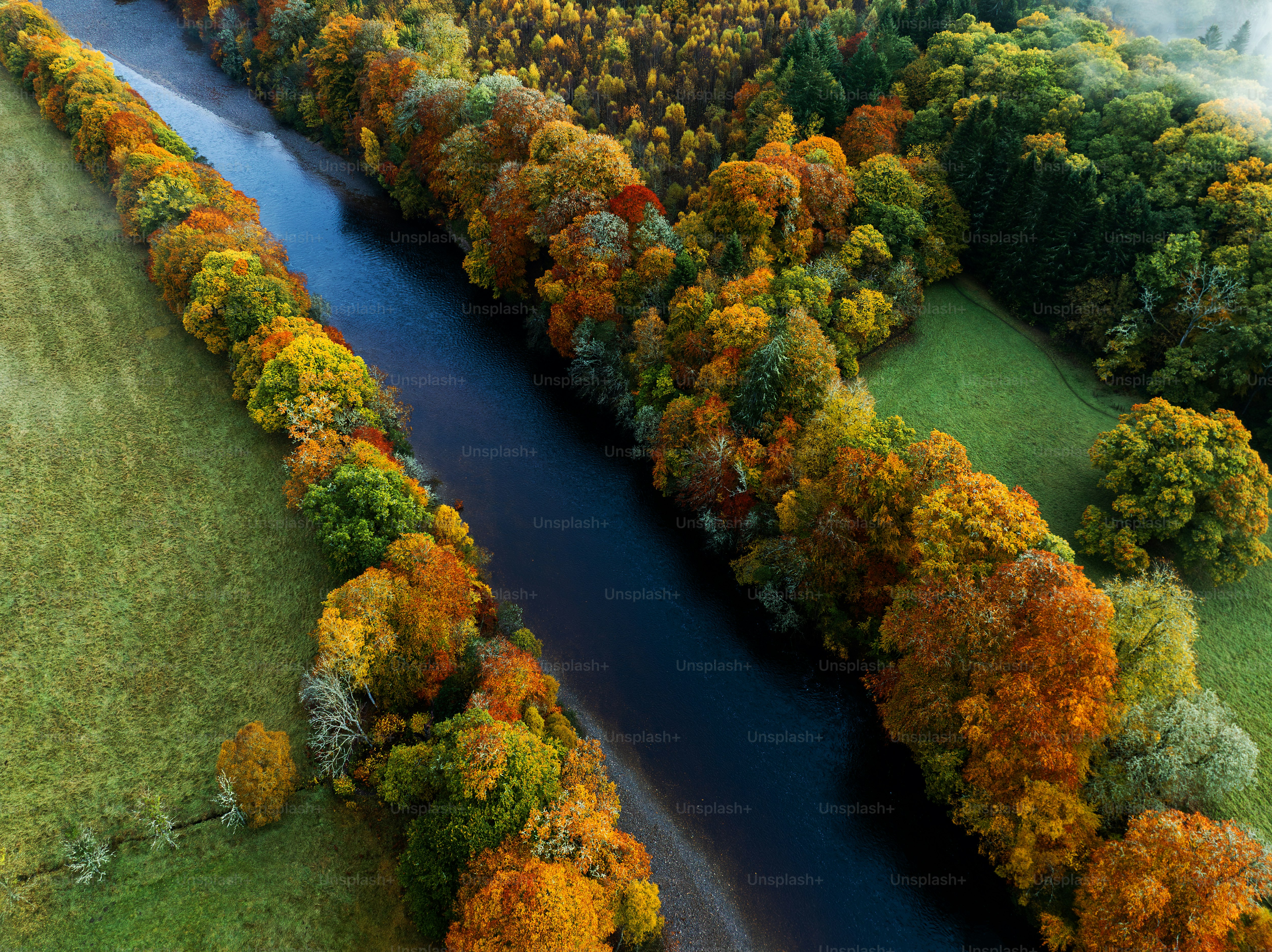 A river running through a lush green forest