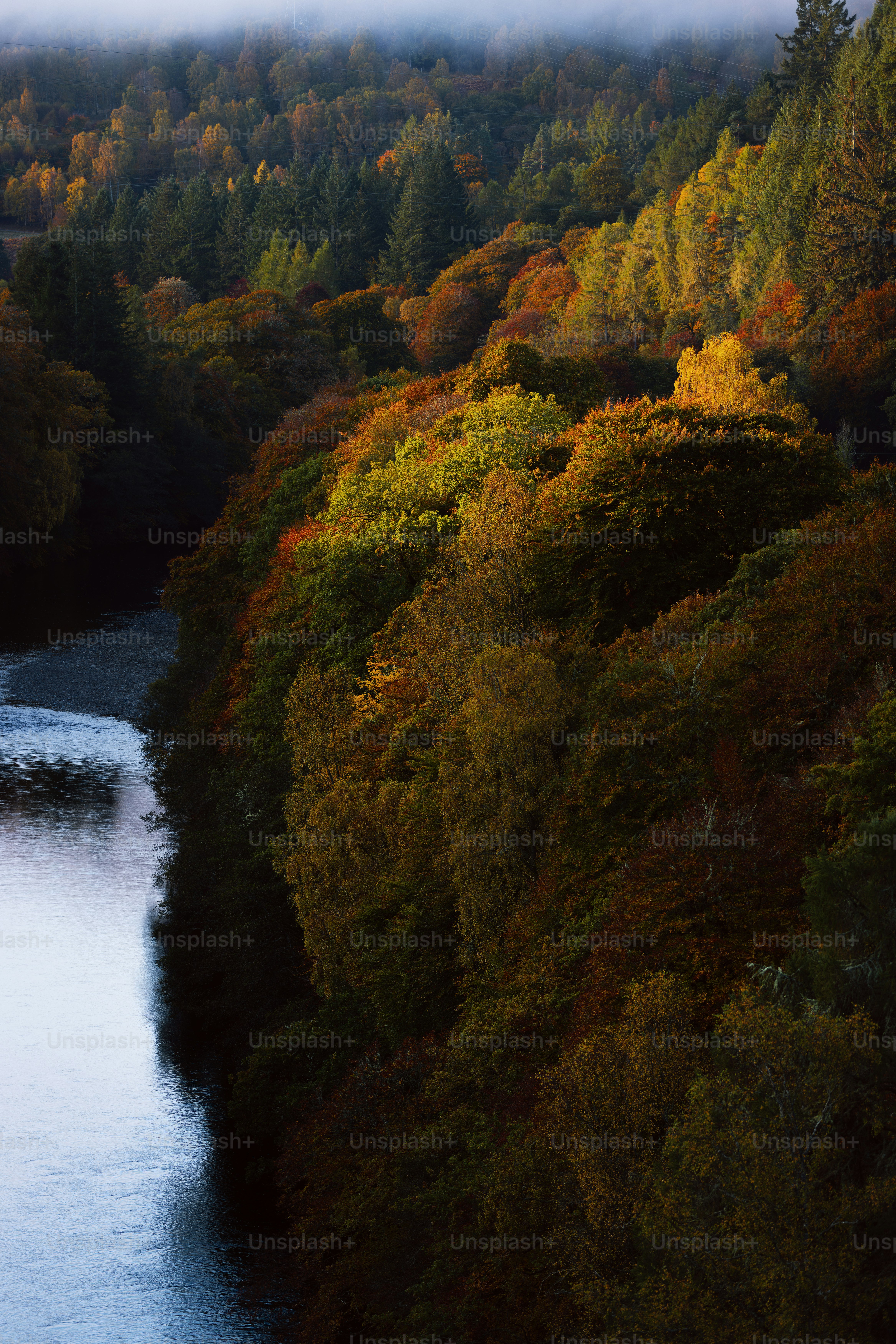 A river running through a lush green forest