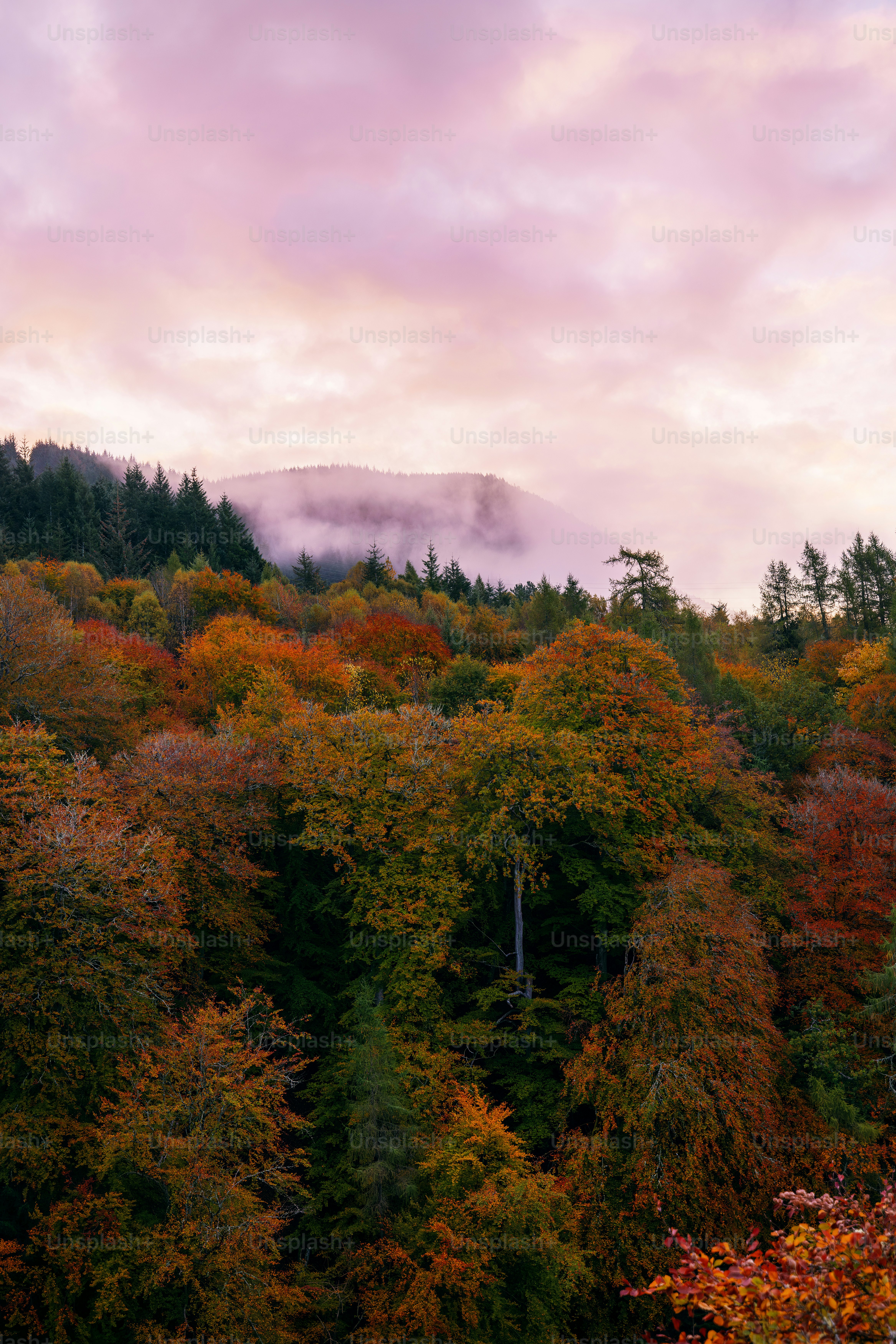 A forest filled with lots of trees under a cloudy sky