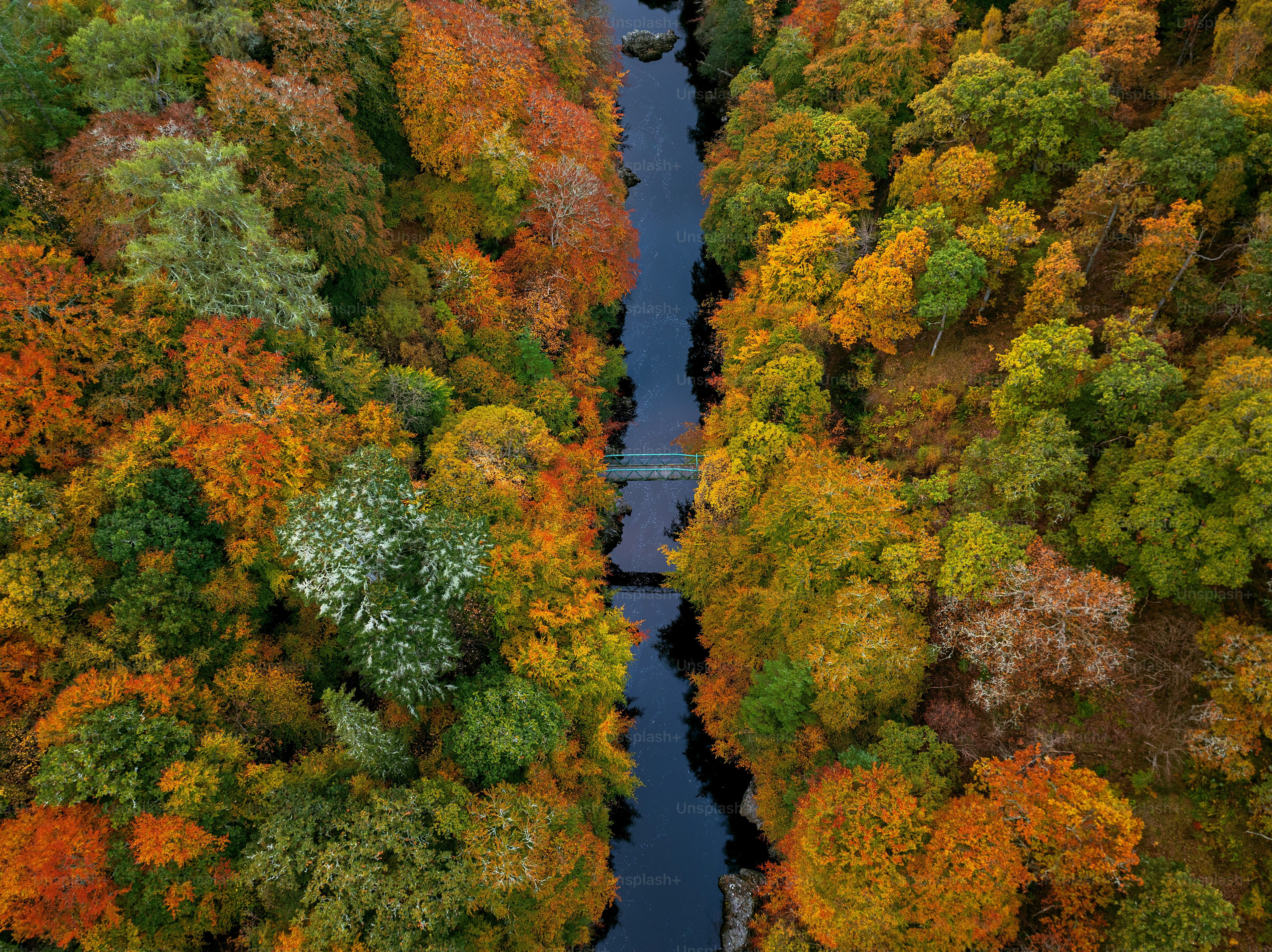 An aerial view of a river surrounded by trees