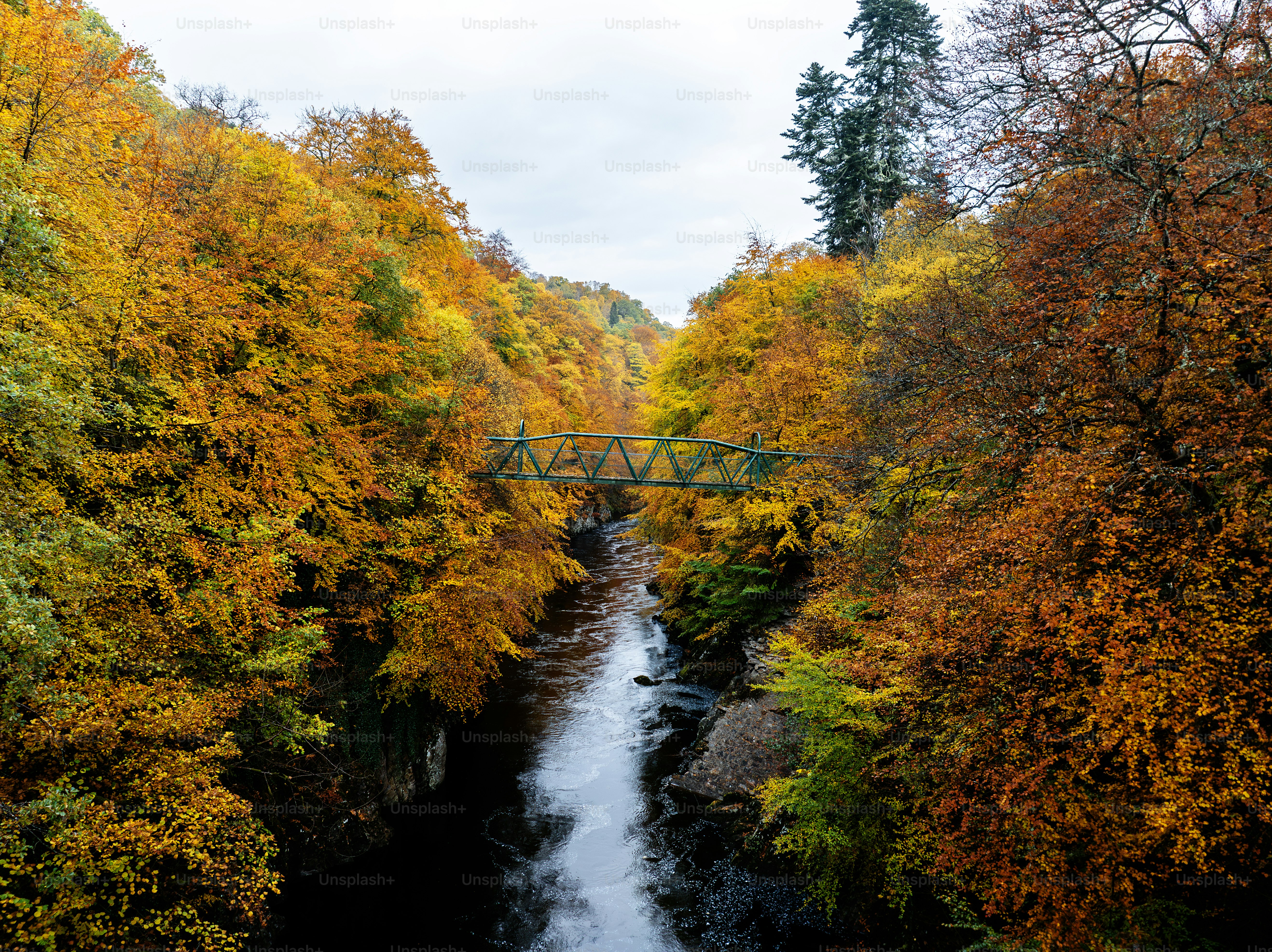 A river running through a lush green forest