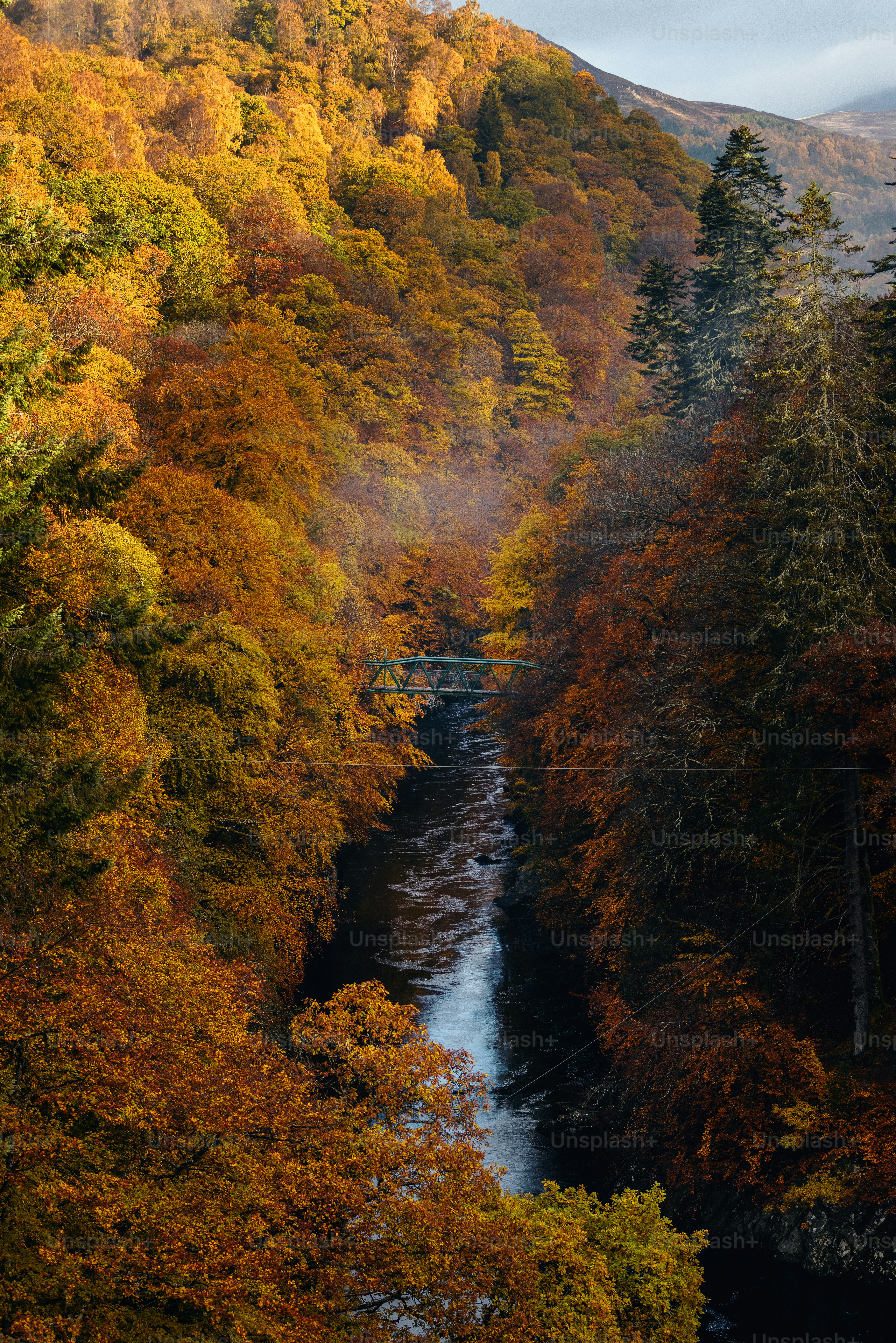 A river running through a lush green forest