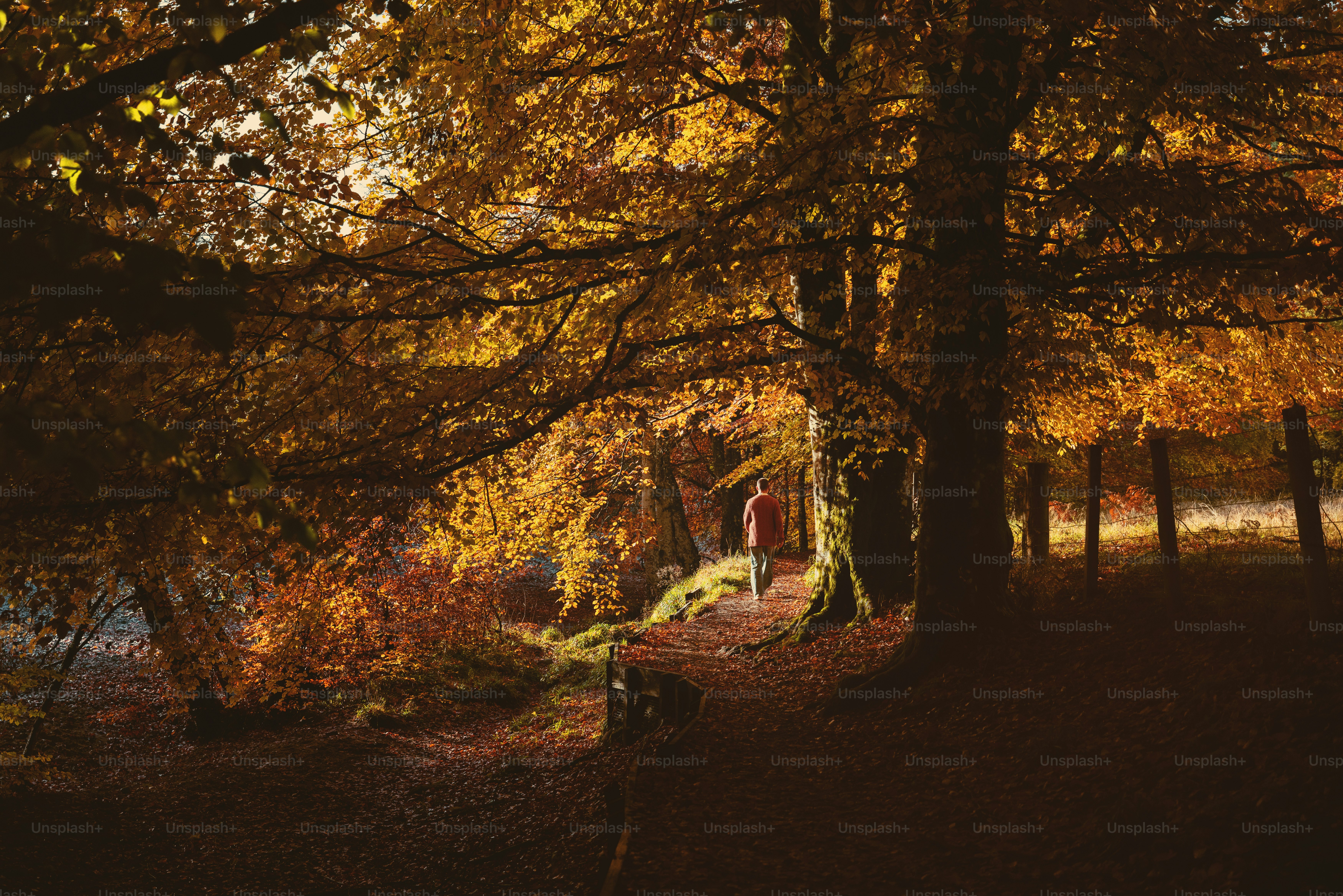 A bench in the middle of a wooded area