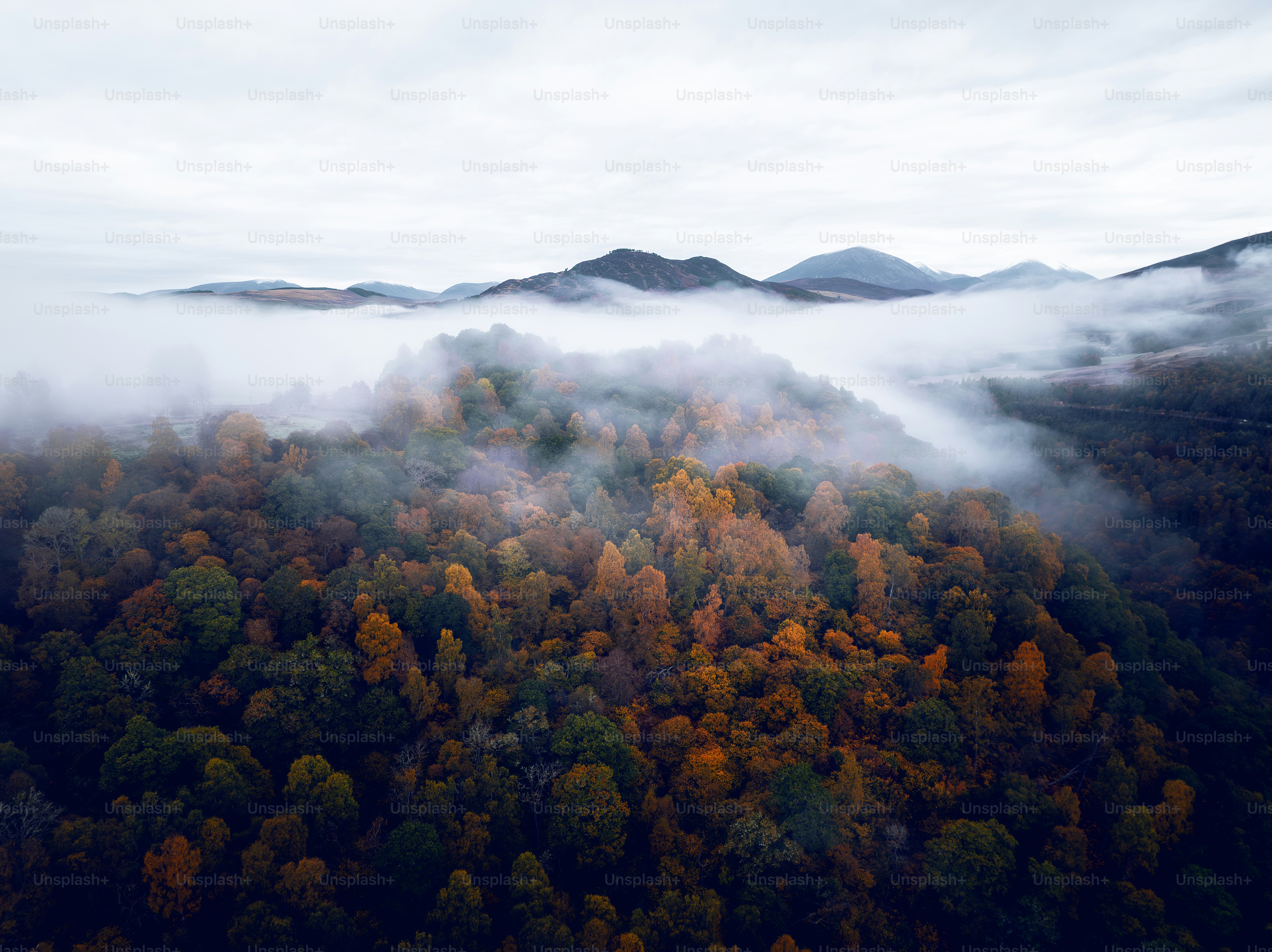 An aerial view of a forest covered in fog