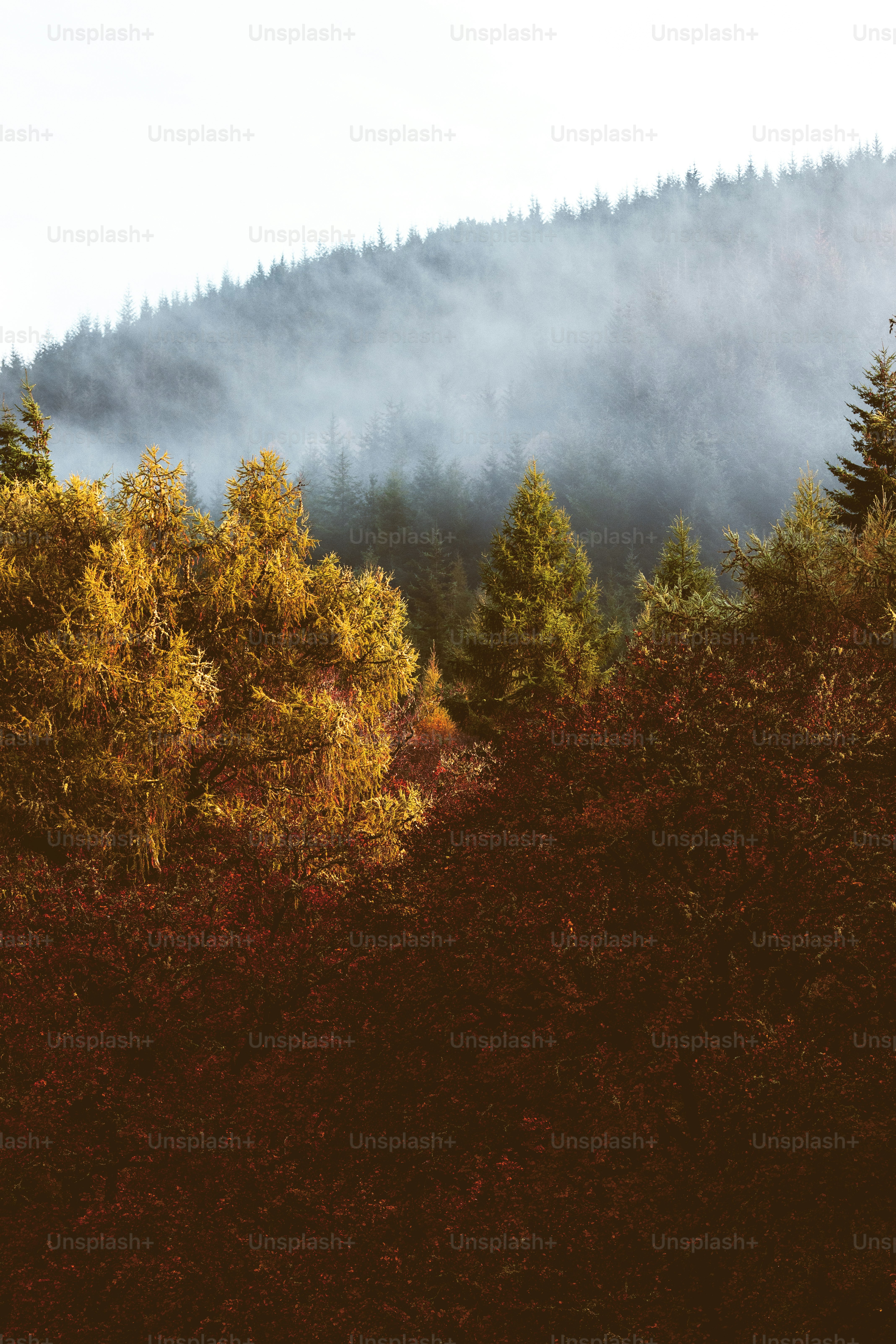 Una foresta piena di tanti alberi coperti di nebbia