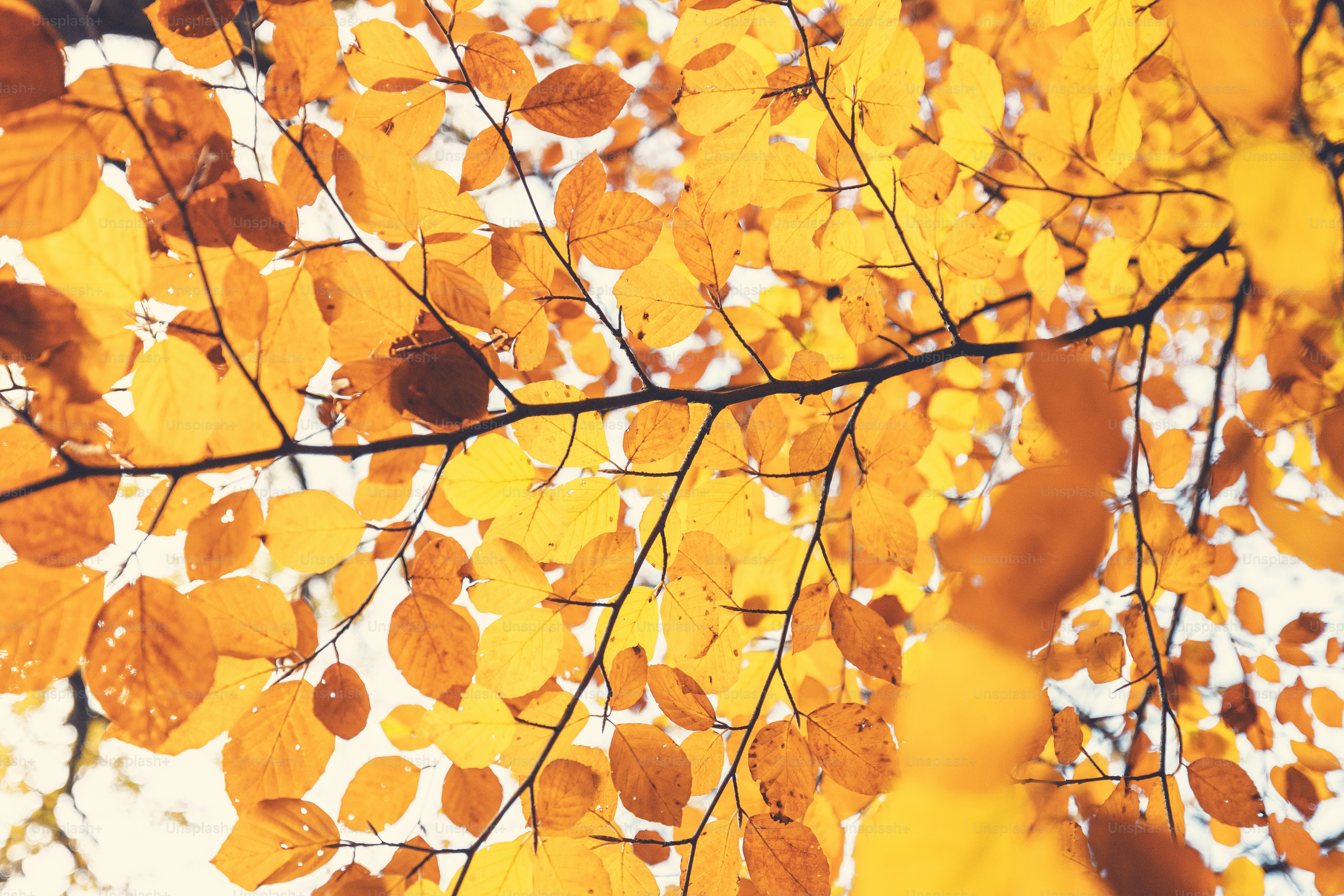 A close up of a tree with yellow leaves
