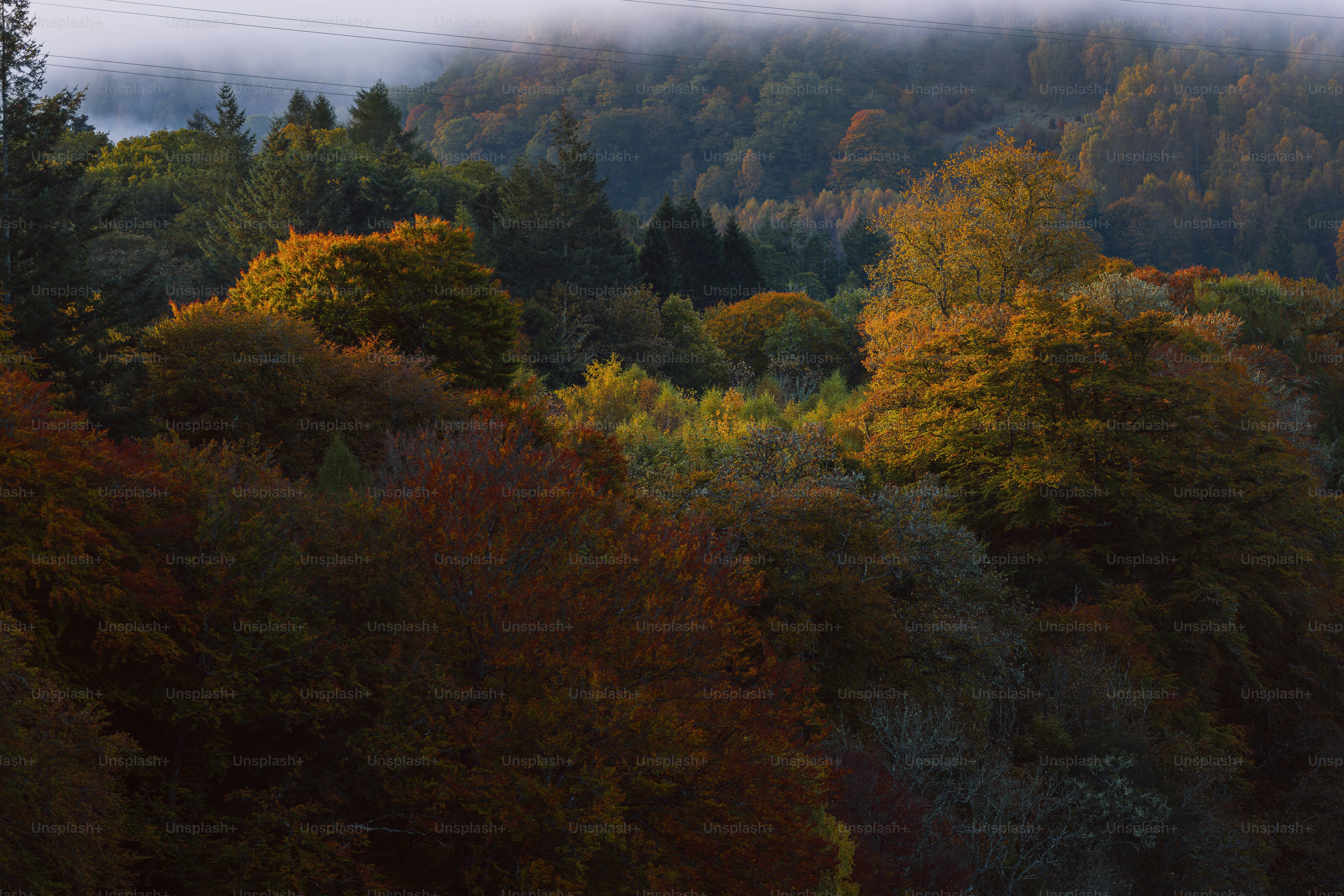 Una foresta nebbiosa piena di alberi