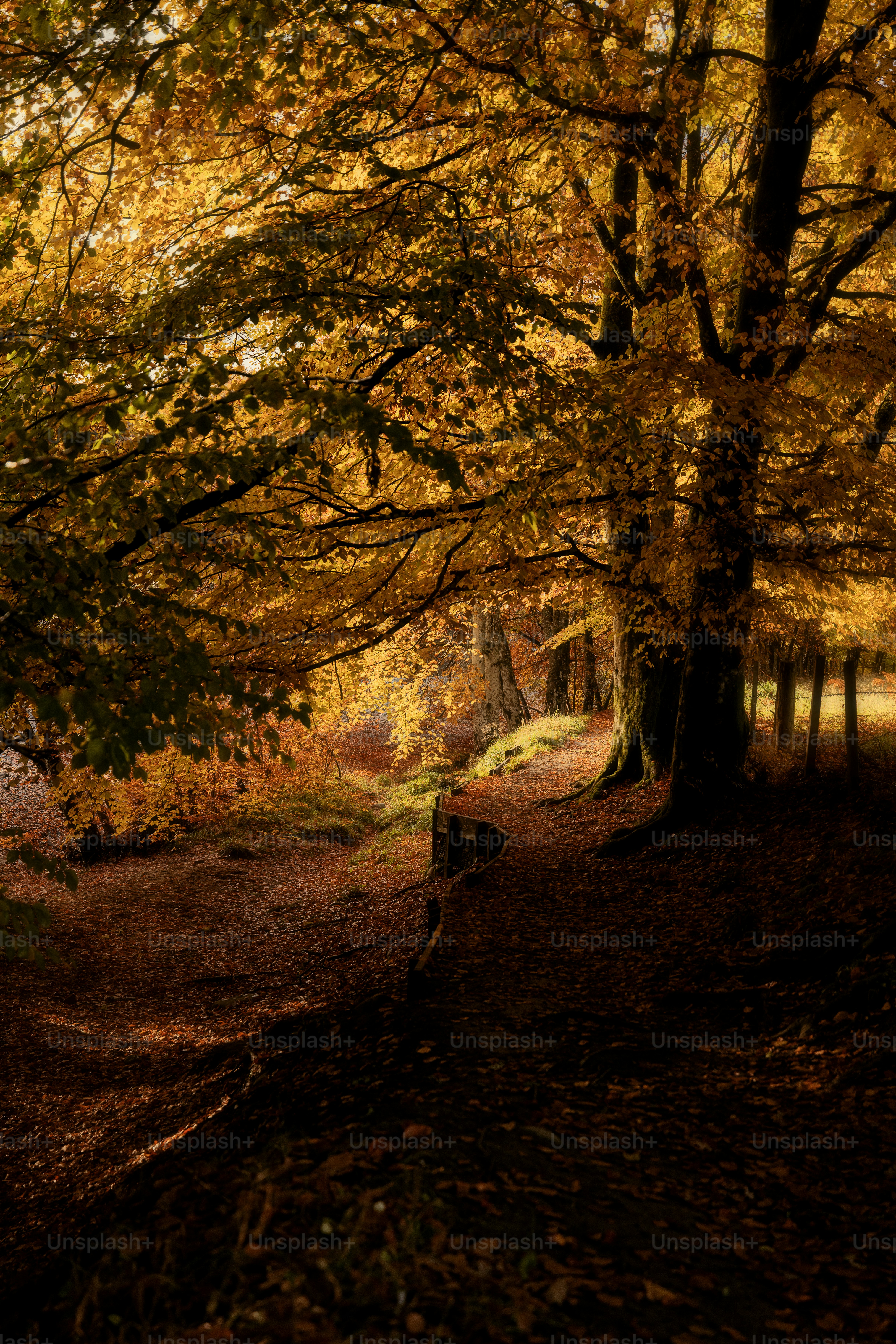 Un sentiero attraverso un bosco con molti alberi