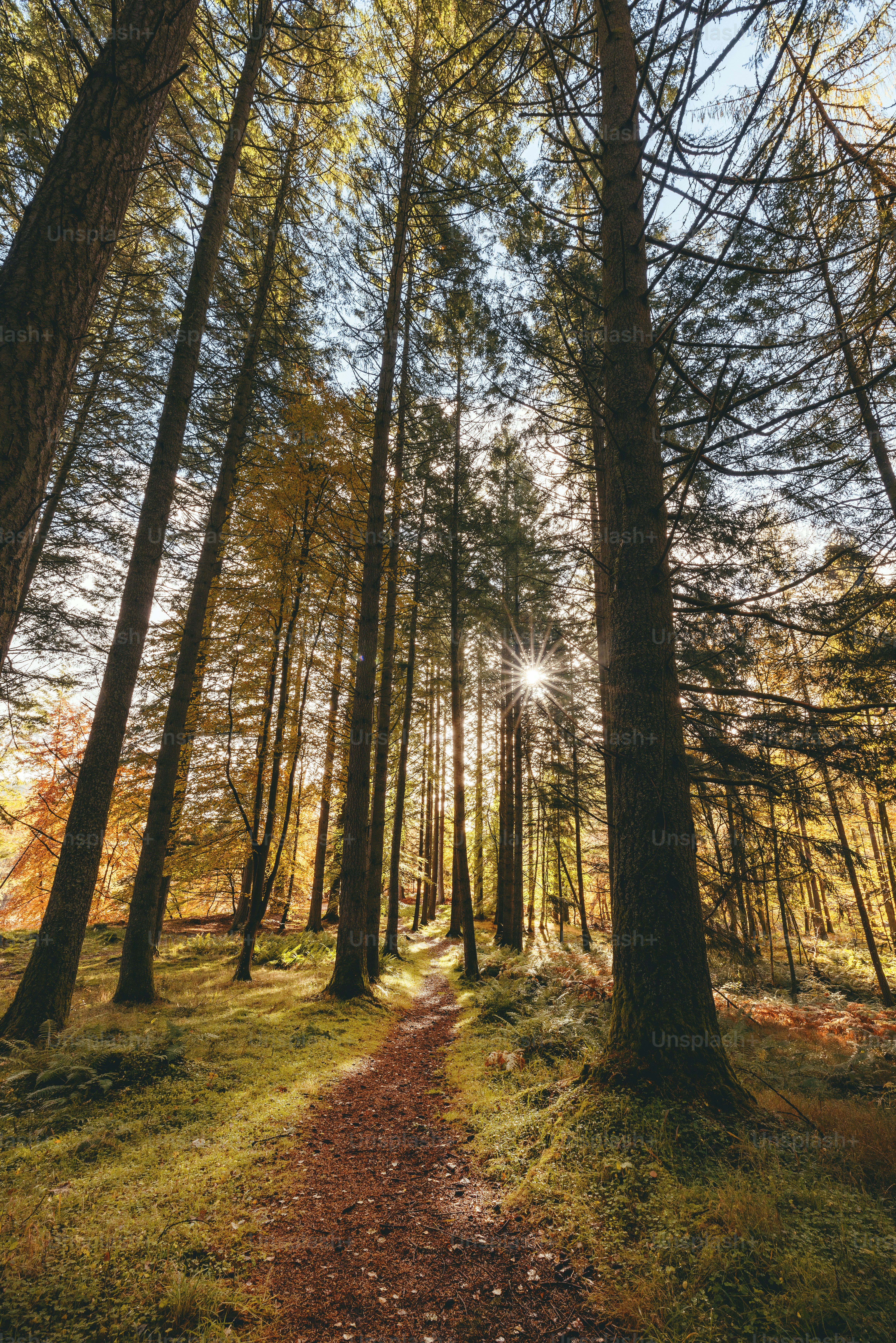 Die Sonne scheint durch die Bäume im Wald
