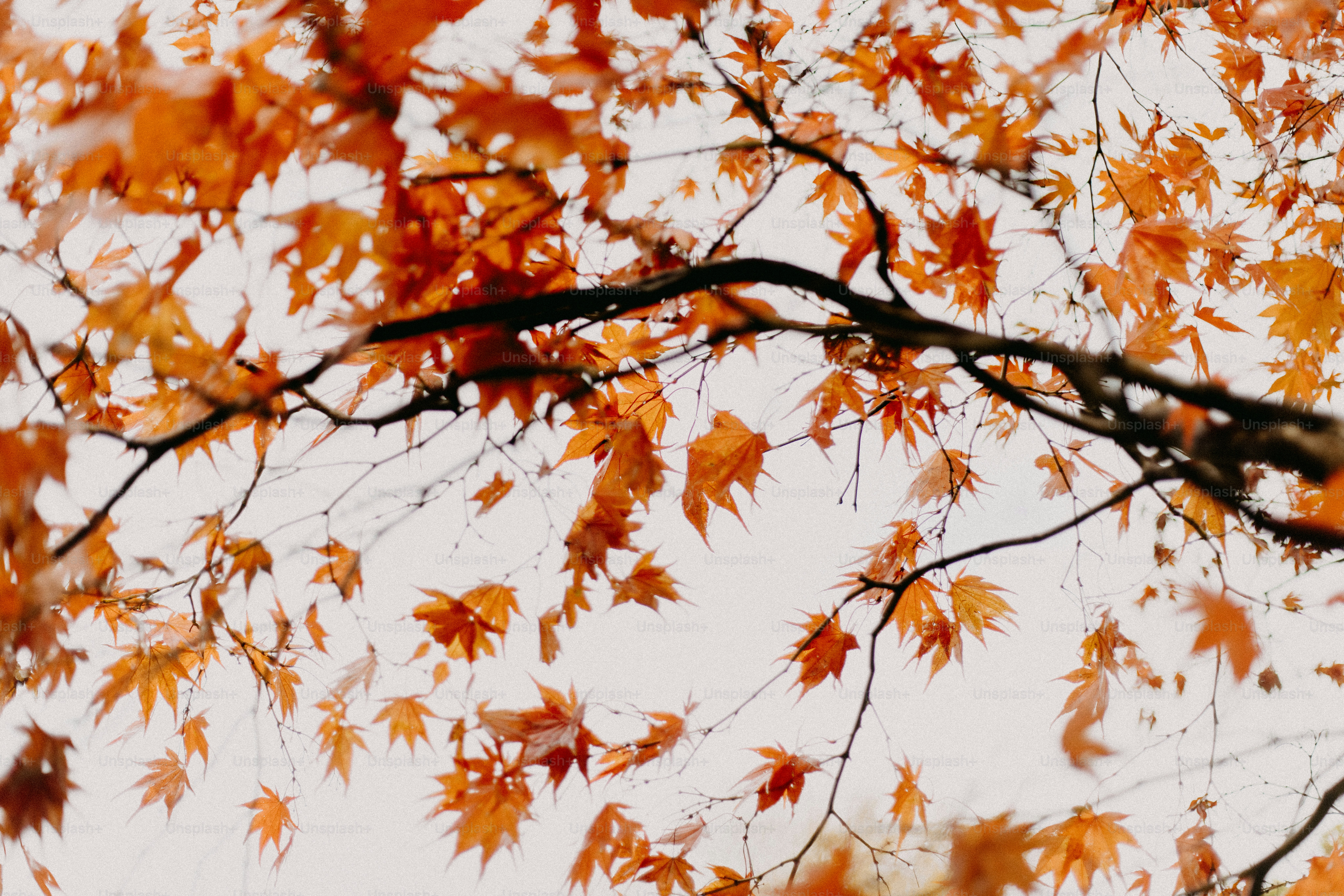 A bird sitting on a branch of a tree
