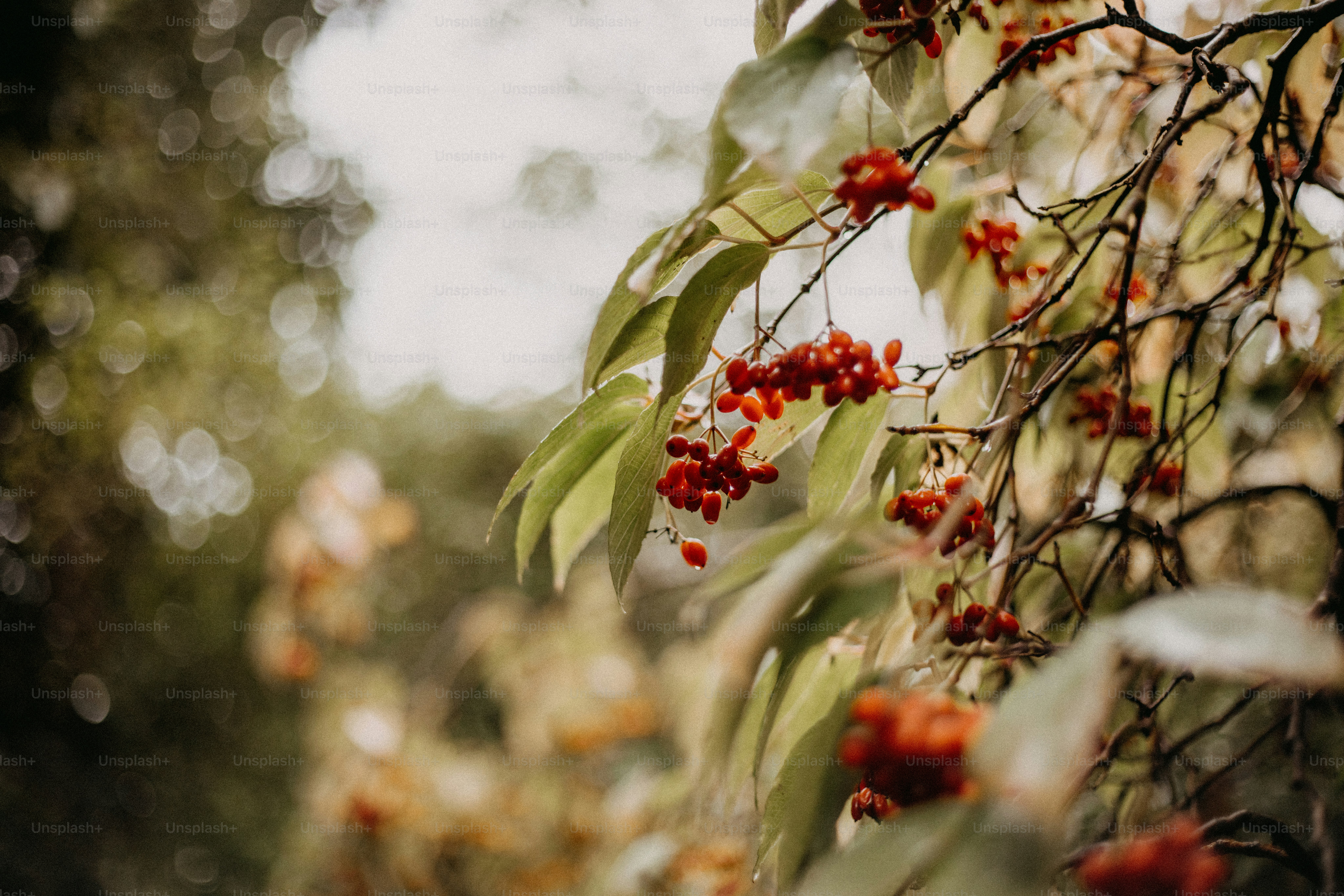 A bunch of red berries hanging from a tree