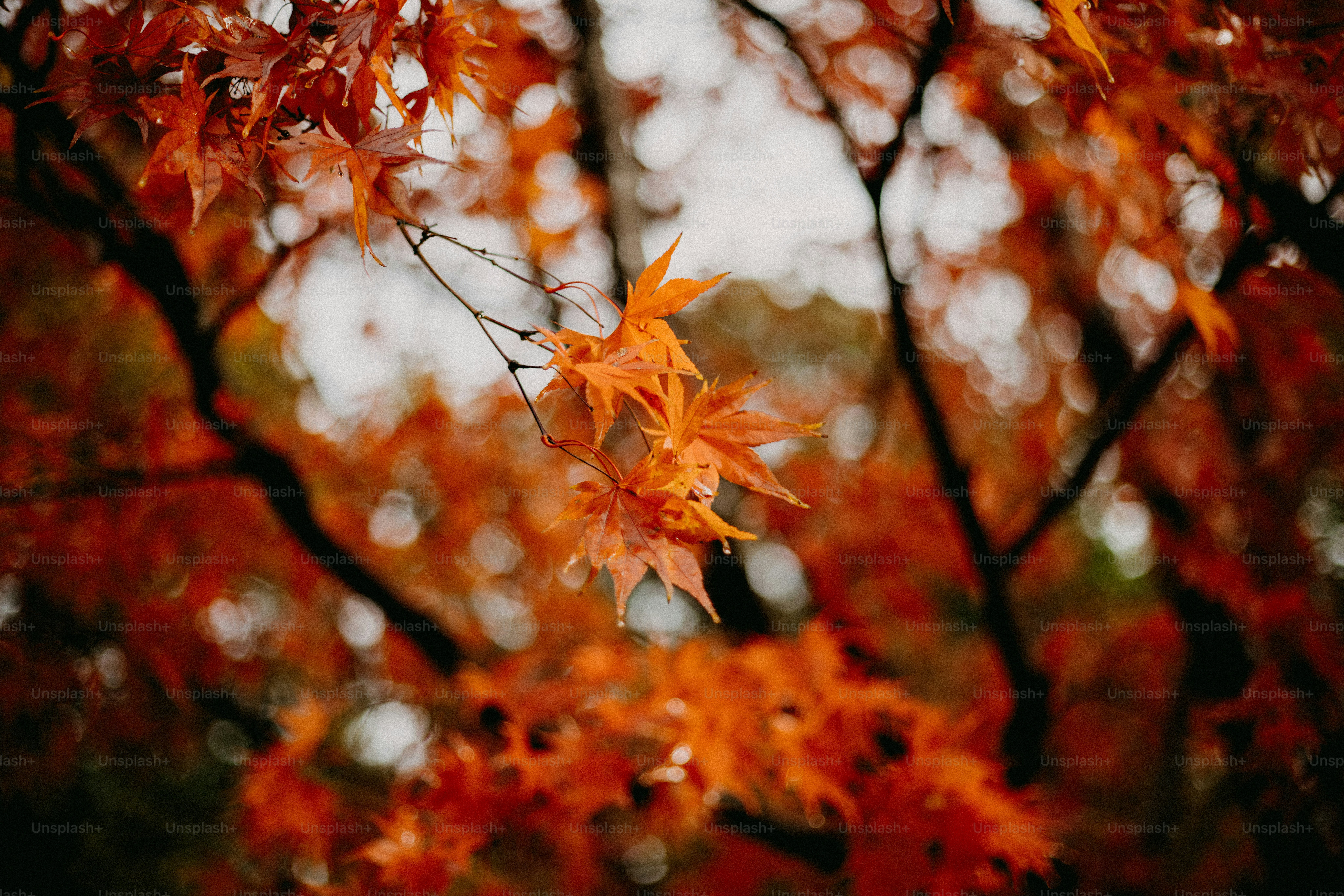 A close up of a tree with red leaves
