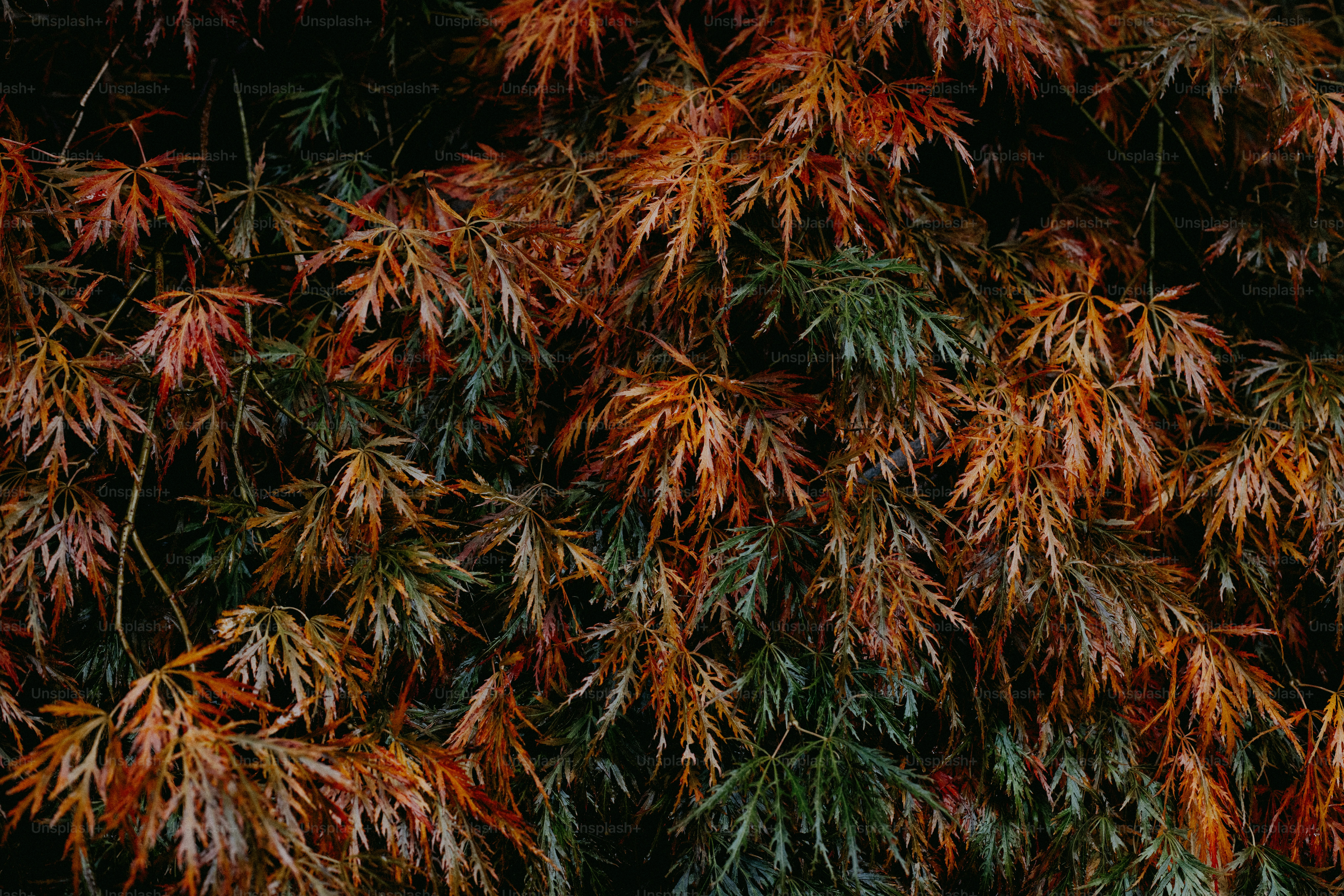 A bird is perched on top of a tree