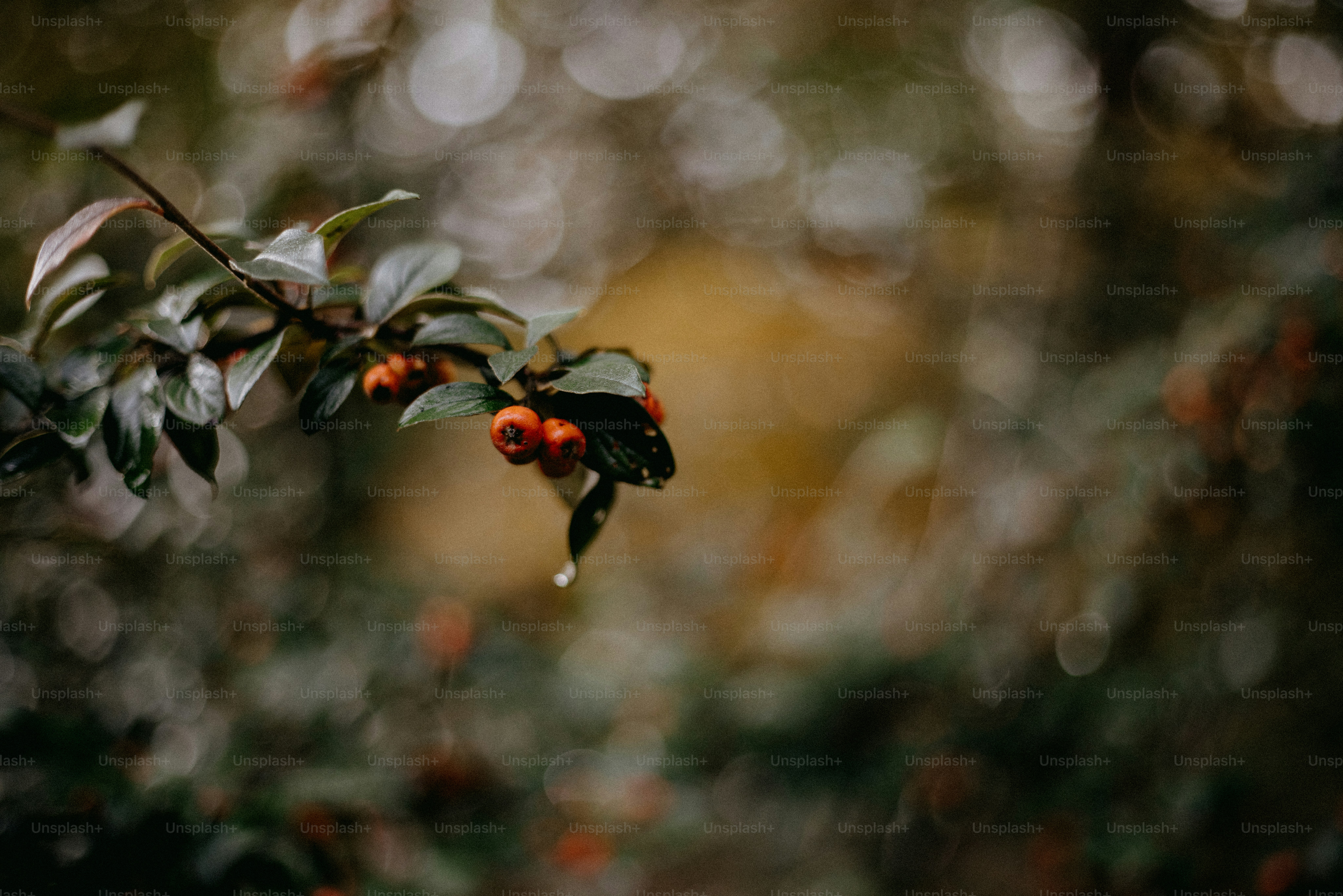A branch of a tree with fruit hanging from it