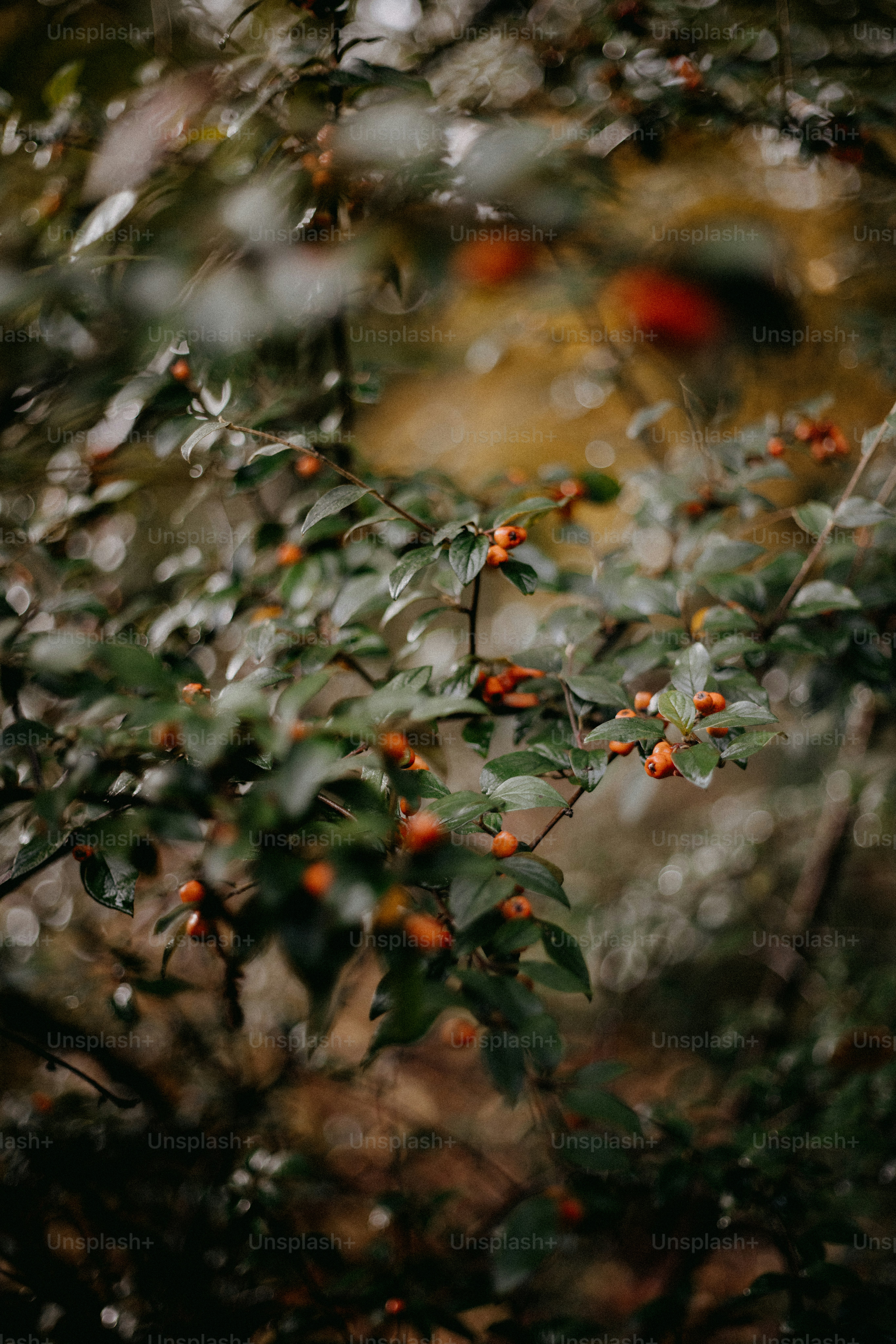 A bunch of berries are growing on a tree