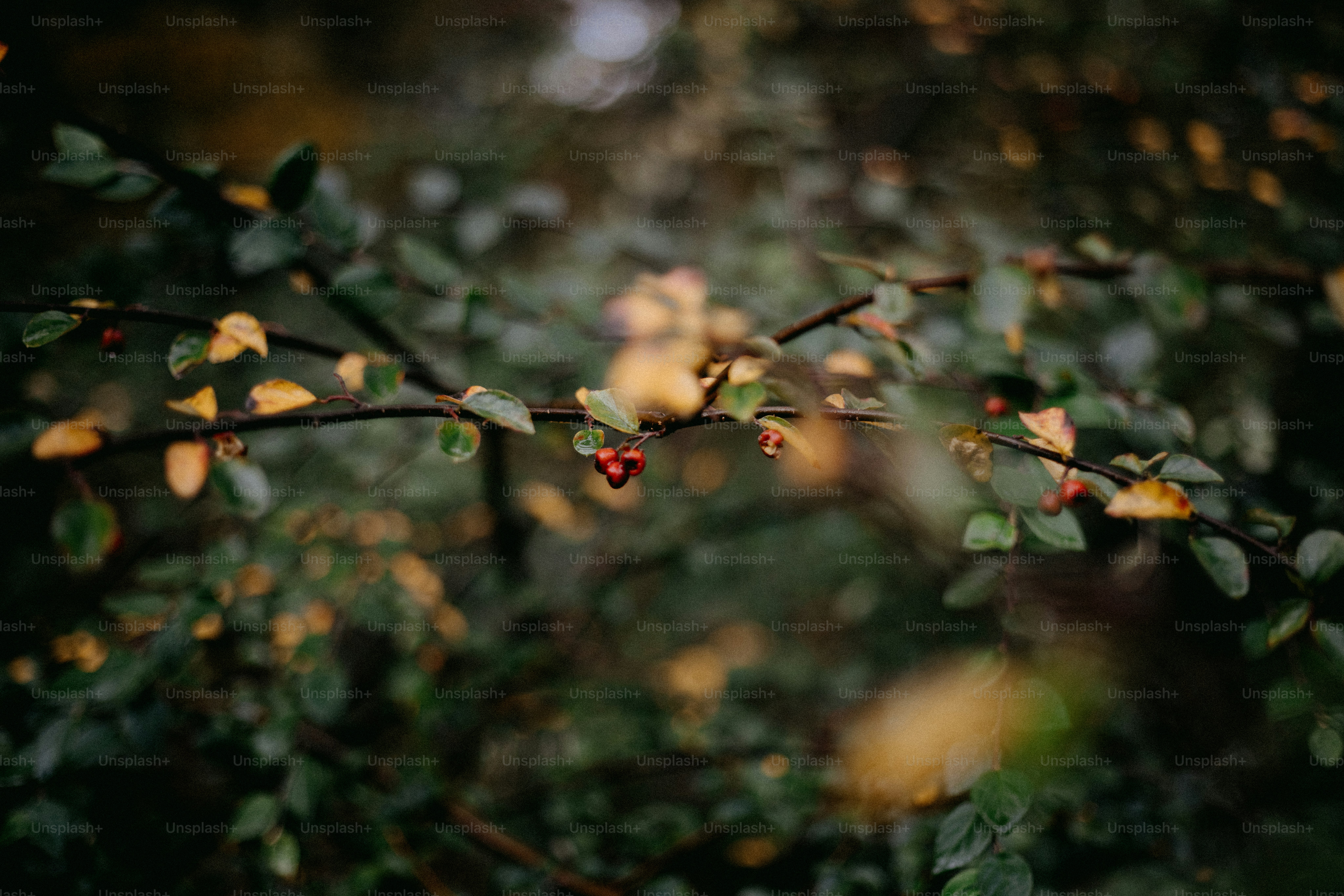 A branch of a tree with berries on it