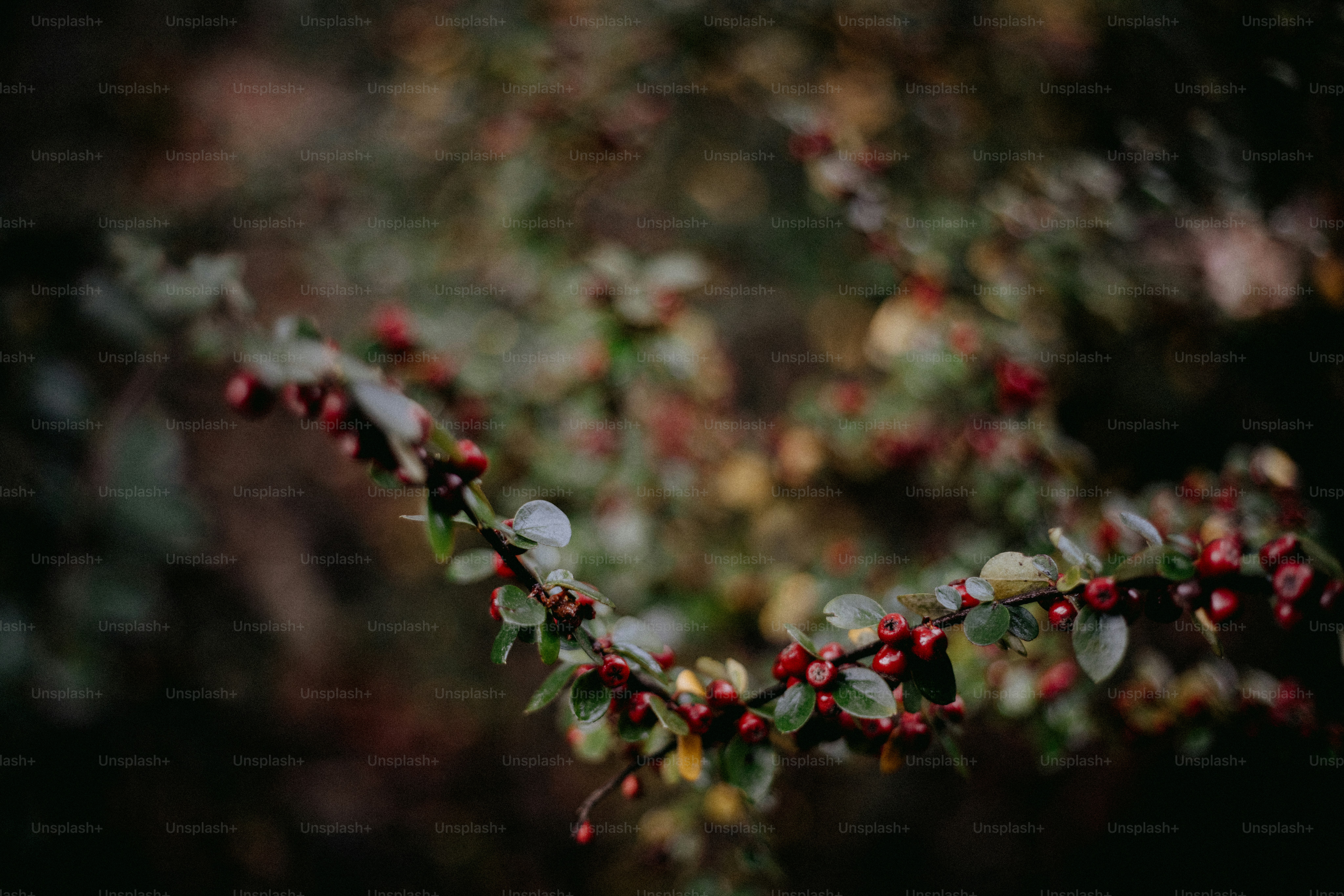 A close up of a branch with berries on it
