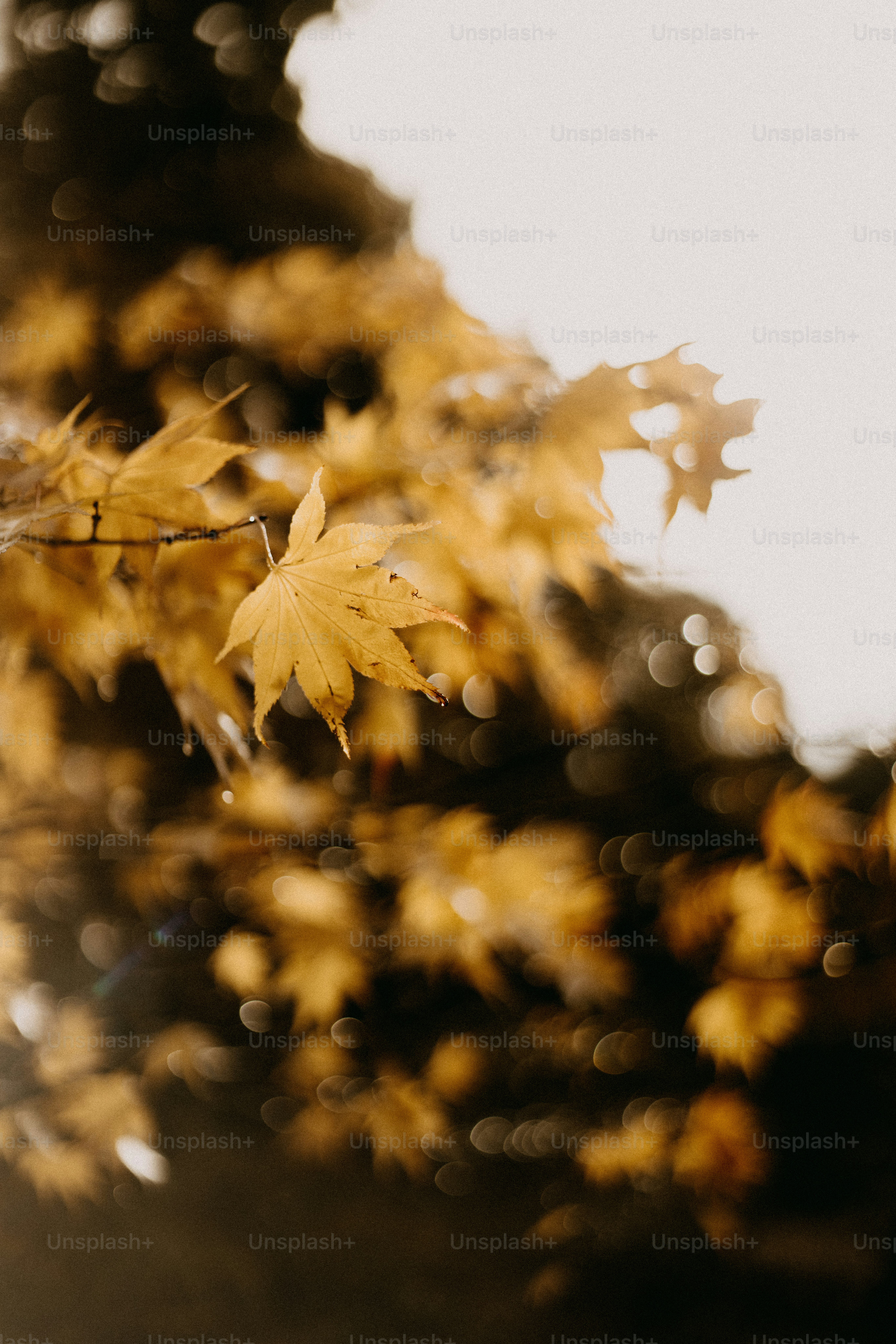 A blurry picture of a tree with yellow leaves