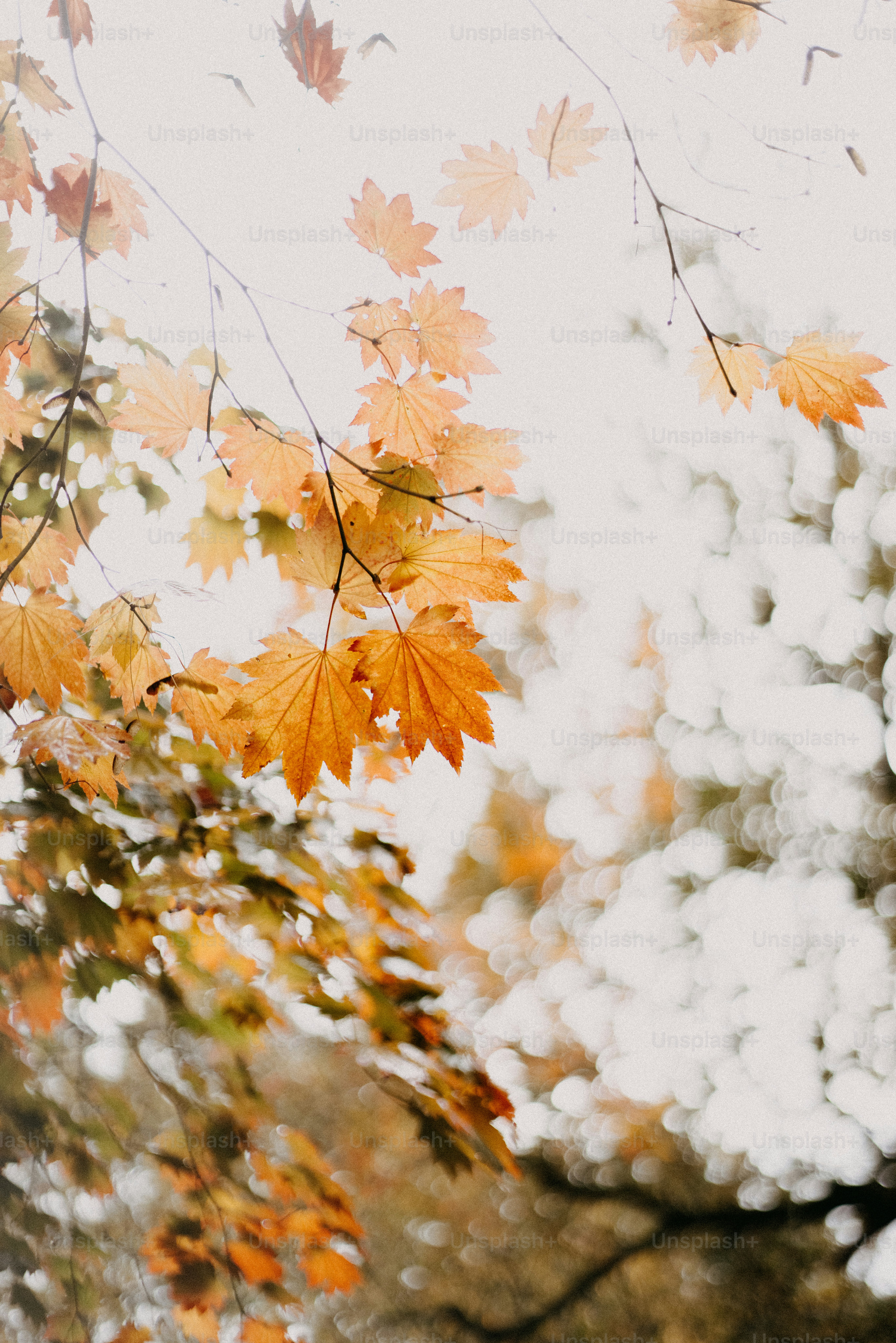 The leaves of a tree are changing colors
