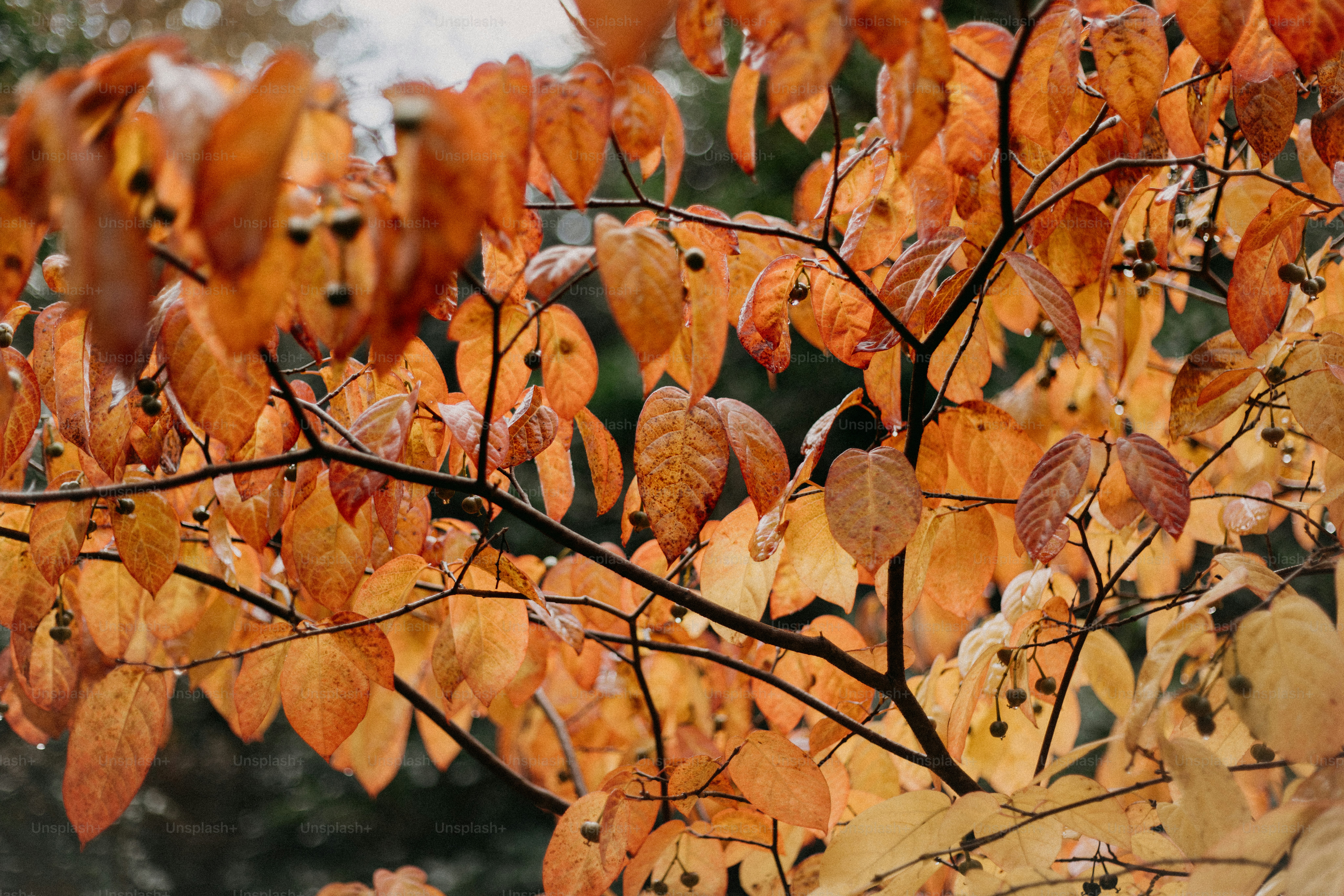 A close up of a tree with orange leaves