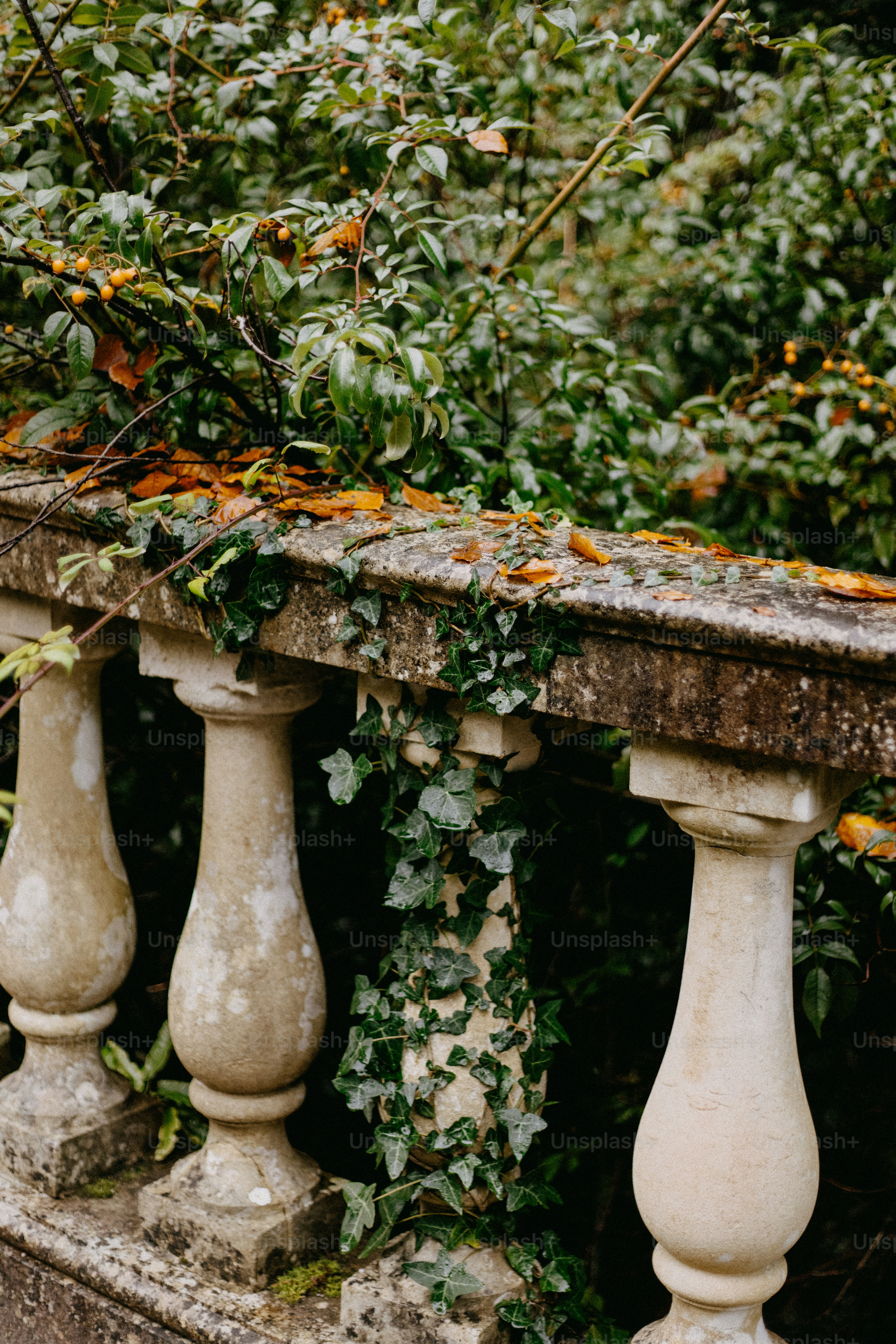 A close up of a stone fence with vines growing on it