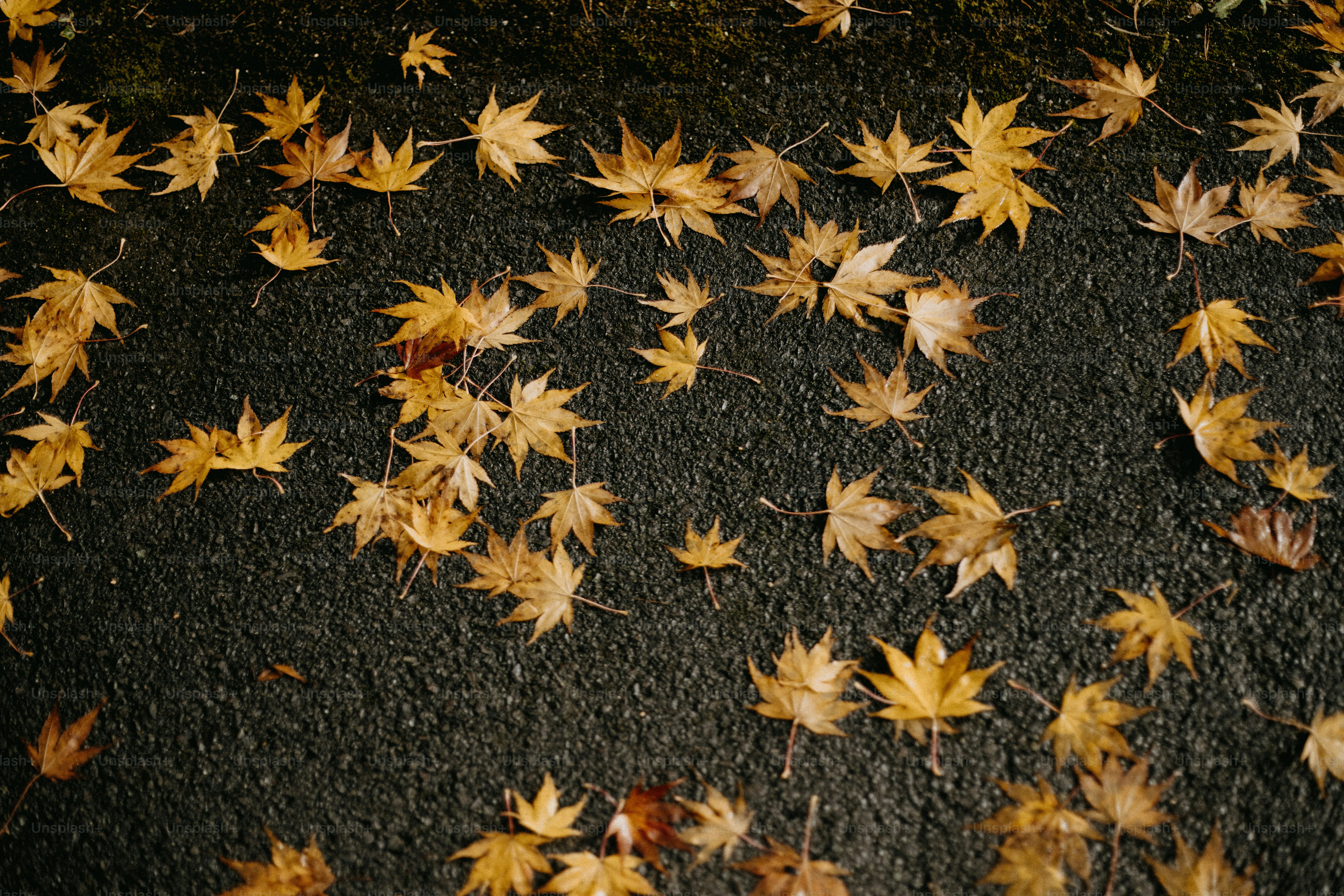 A bunch of leaves that are on the ground