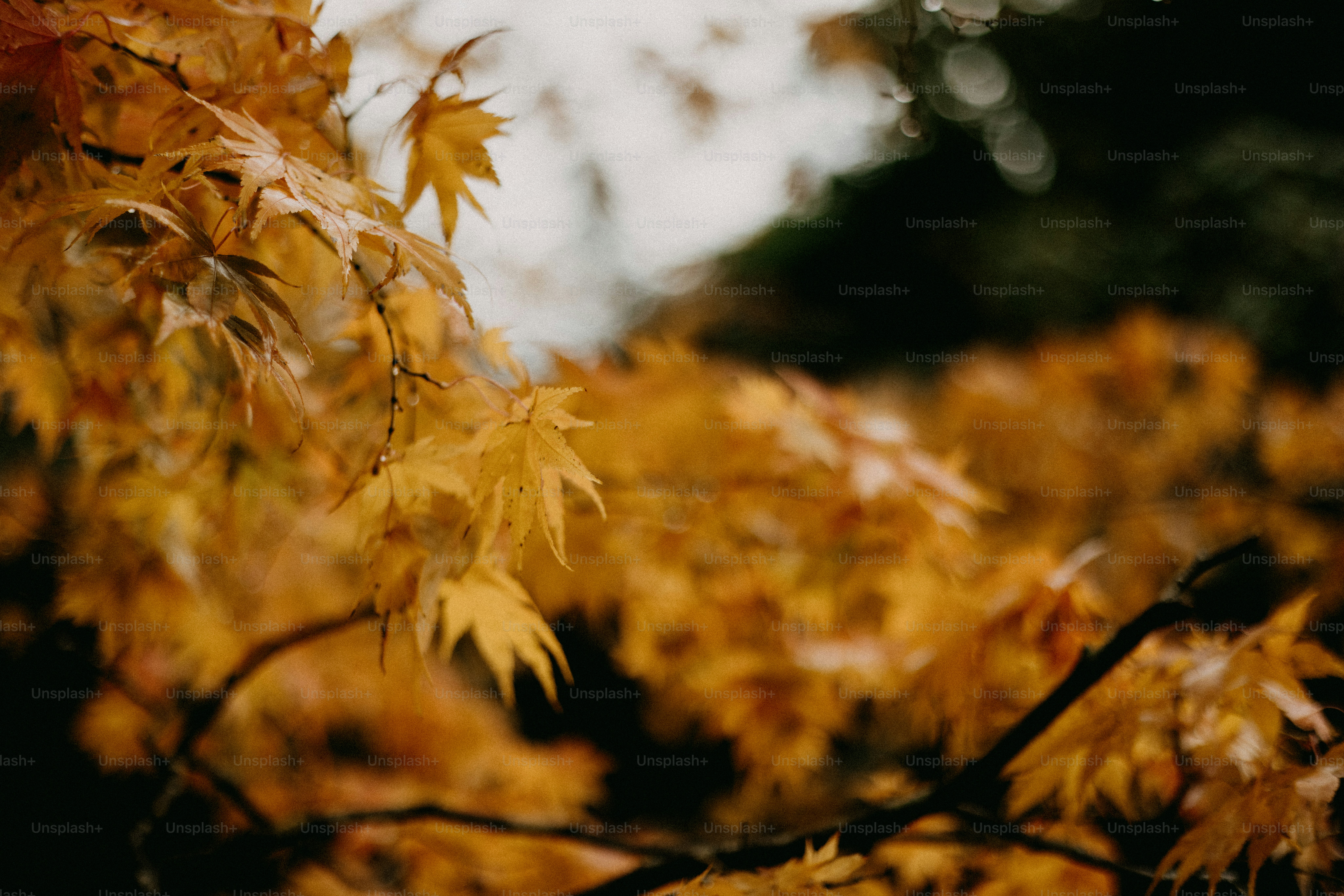 A close up of a tree with yellow leaves