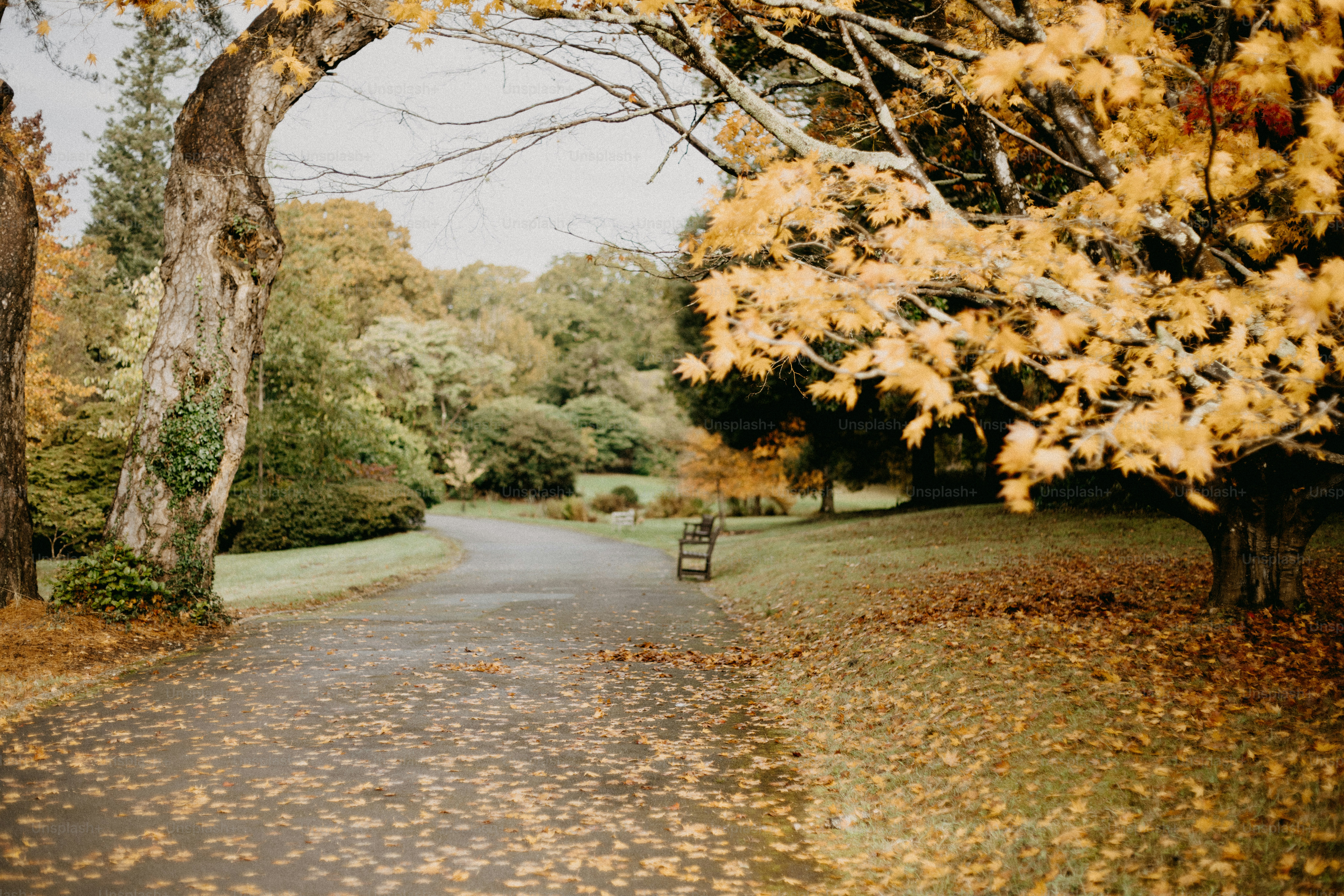 A park with a bench and trees in the fall
