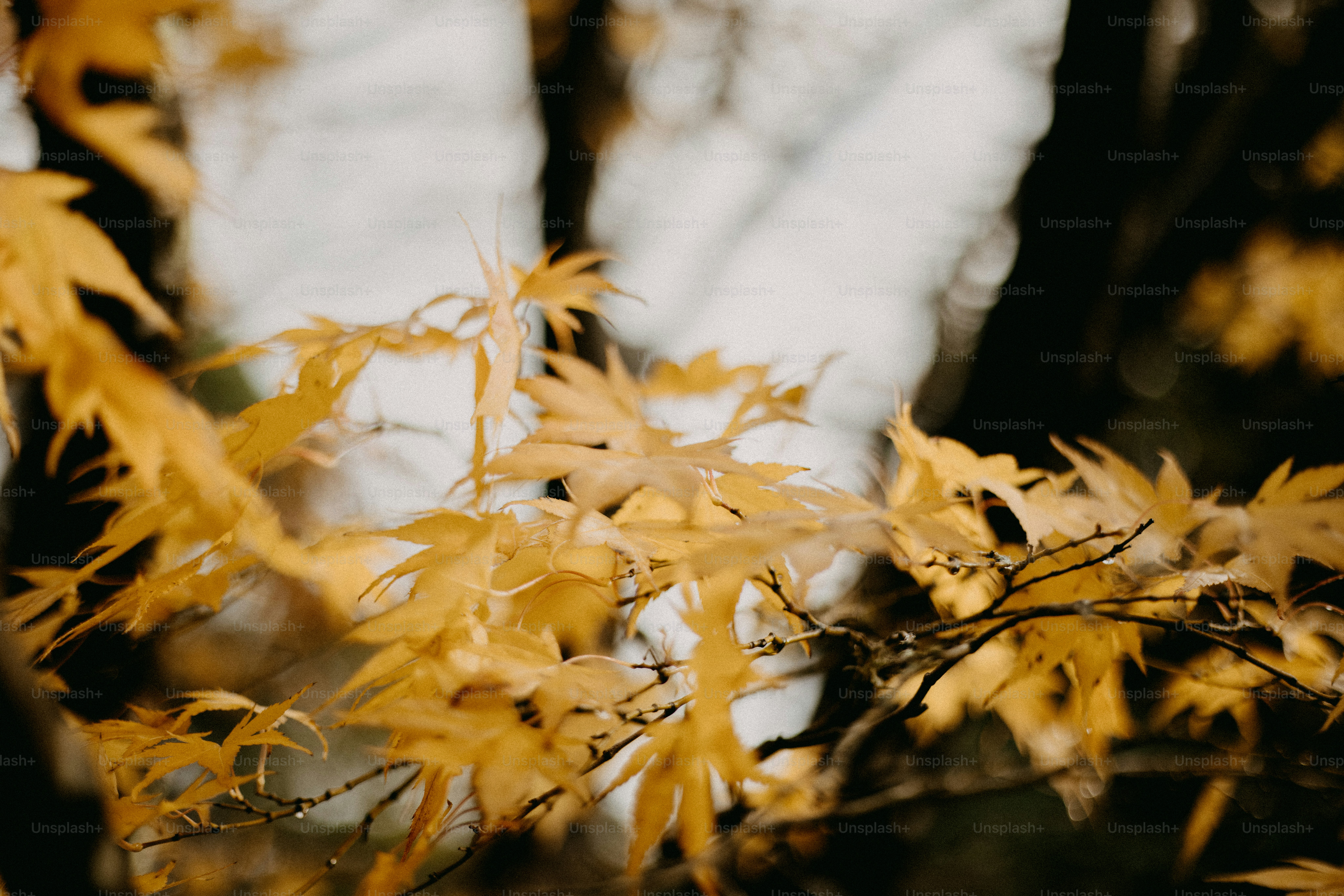 A close up of a tree with yellow leaves photo – Autumn Image on Unsplash