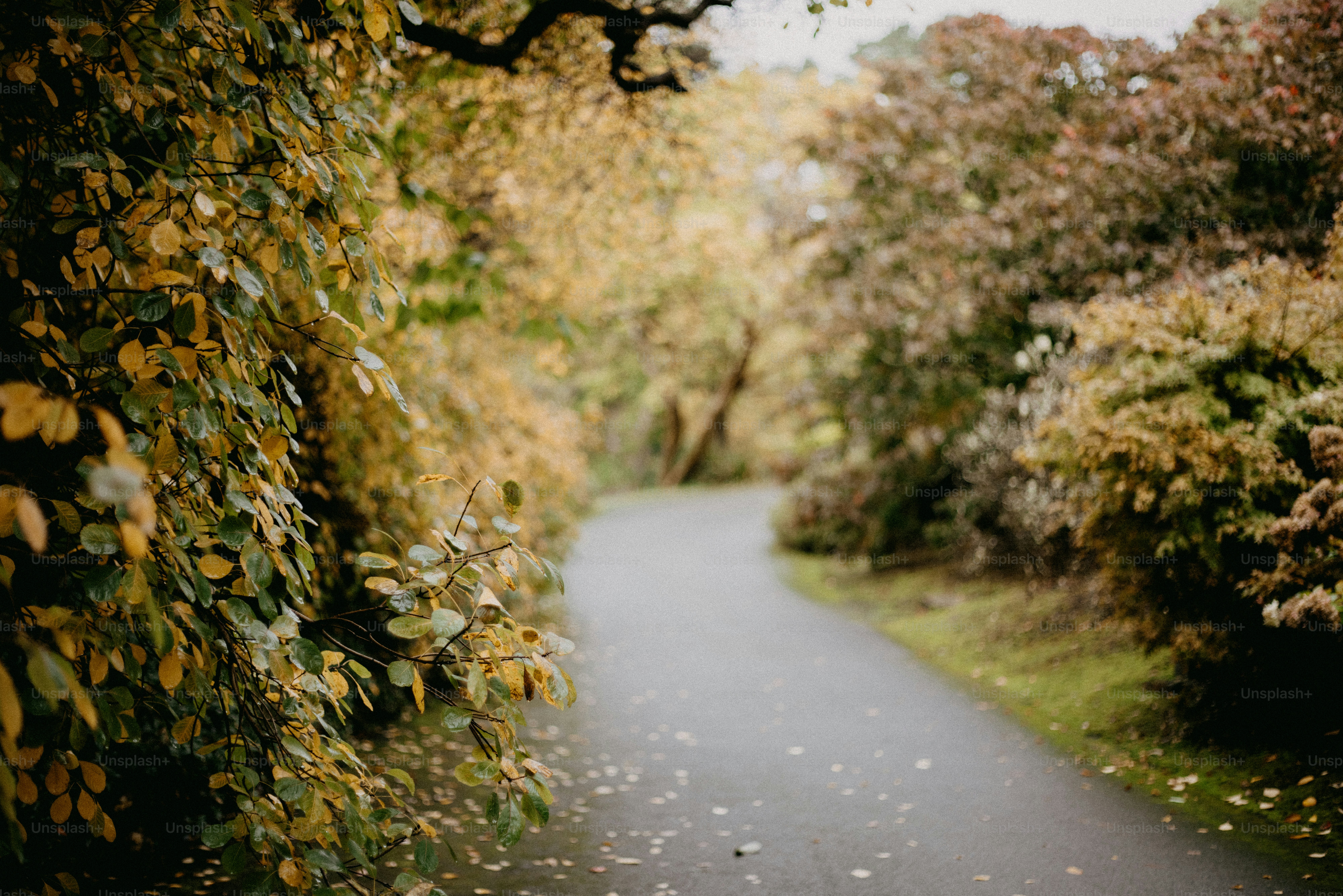 An empty road surrounded by trees and leaves
