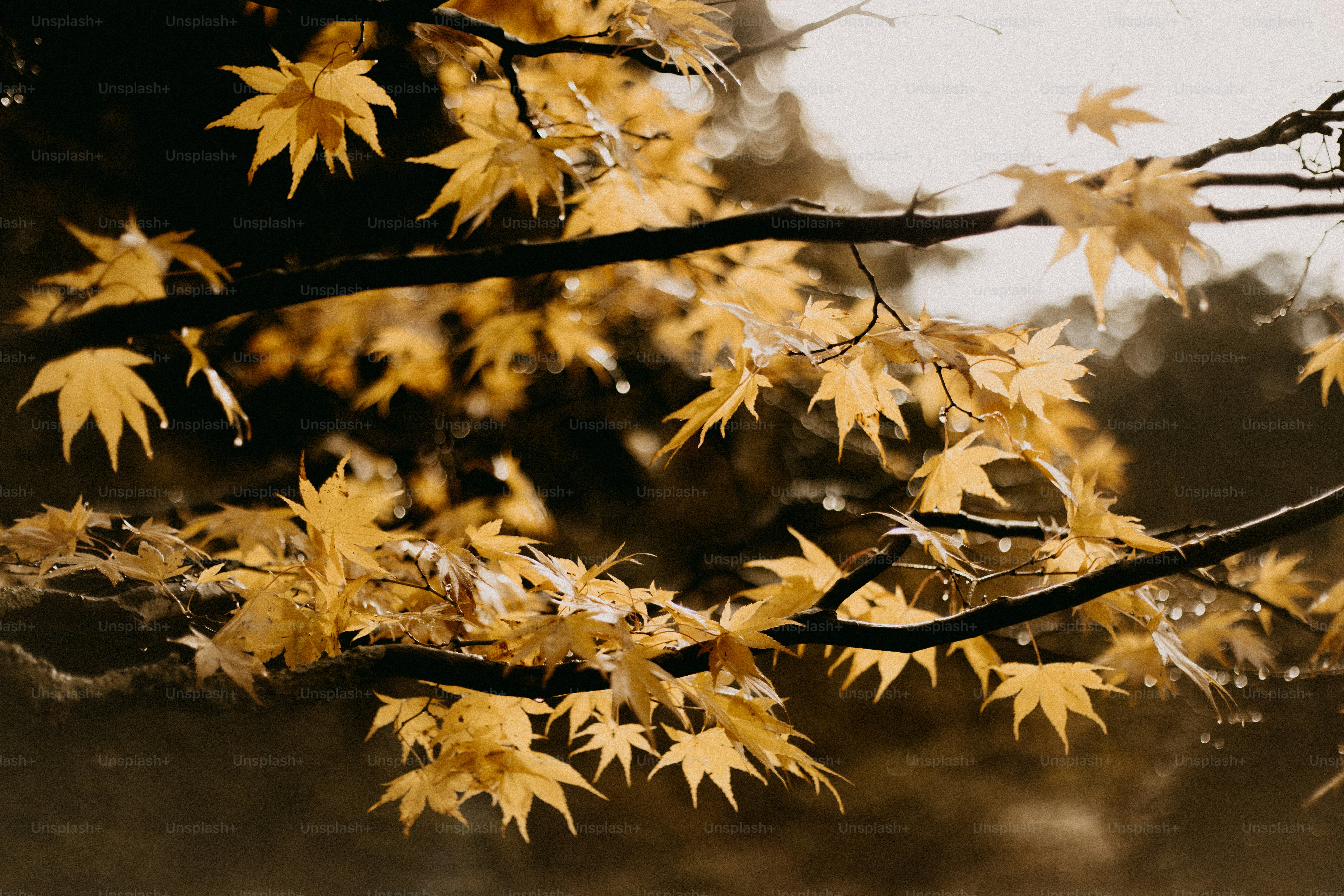A close up of a tree with orange leaves photo – Autumn Image on Unsplash