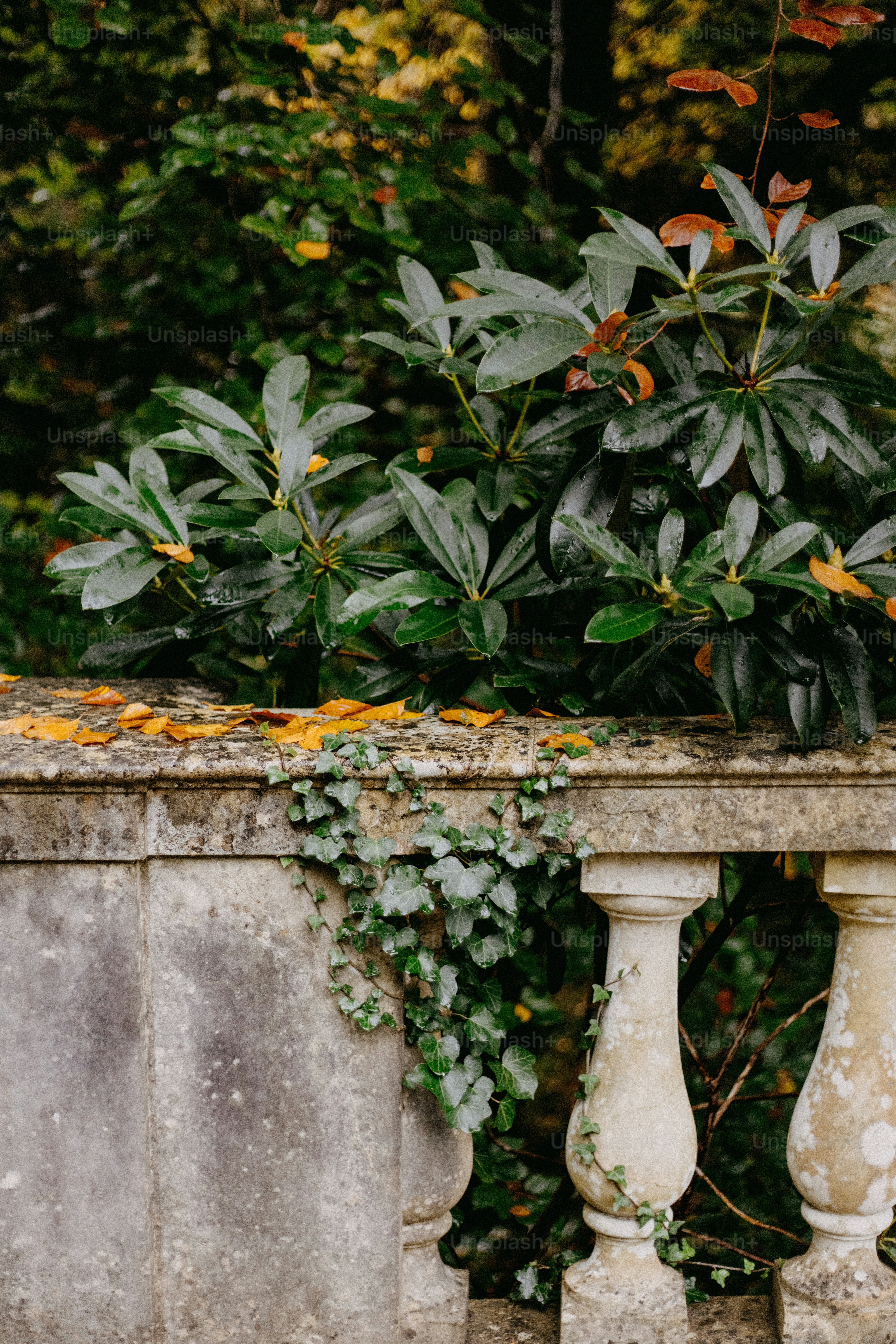 A cat is sitting on a ledge near a plant