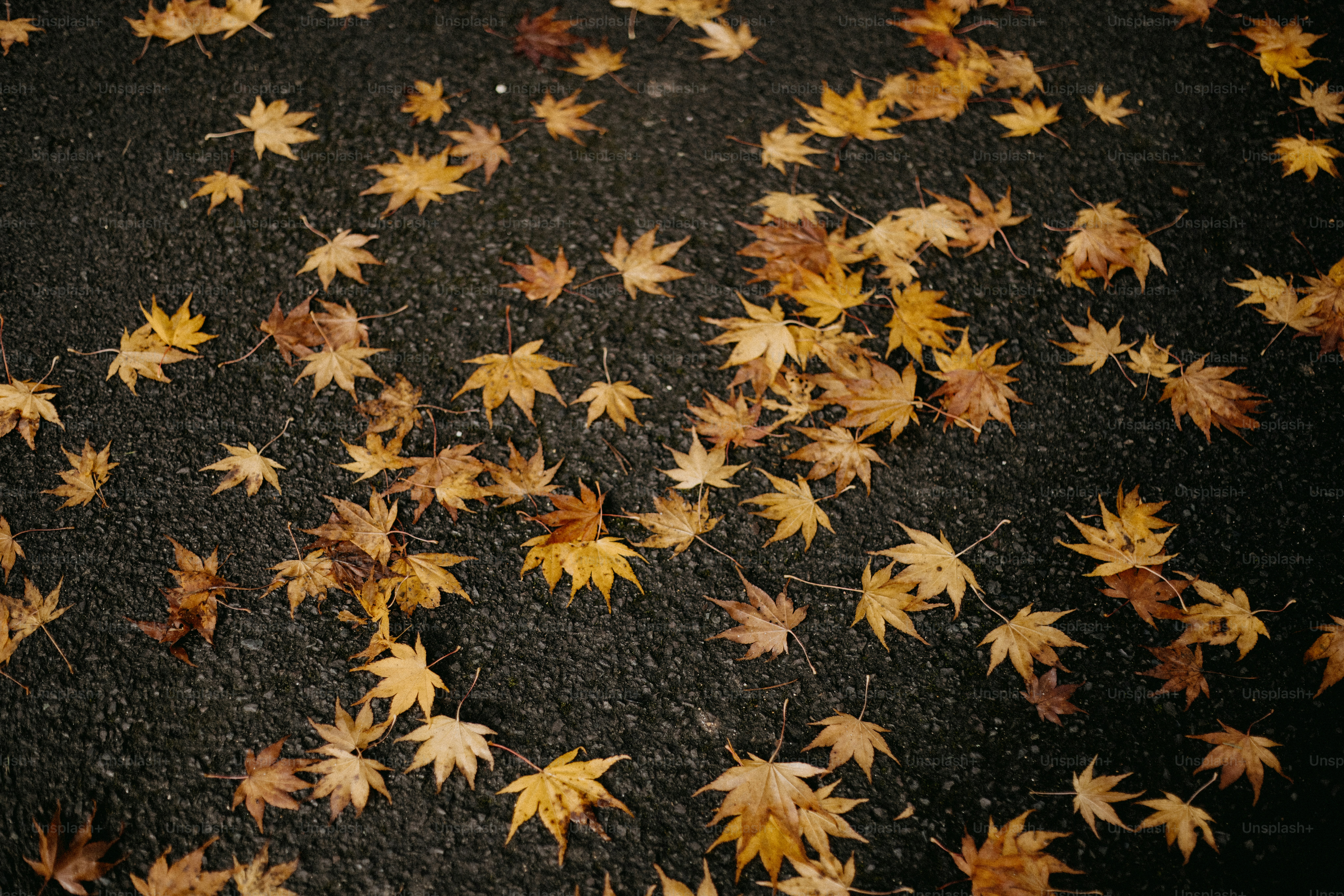 A bunch of leaves that are laying on the ground
