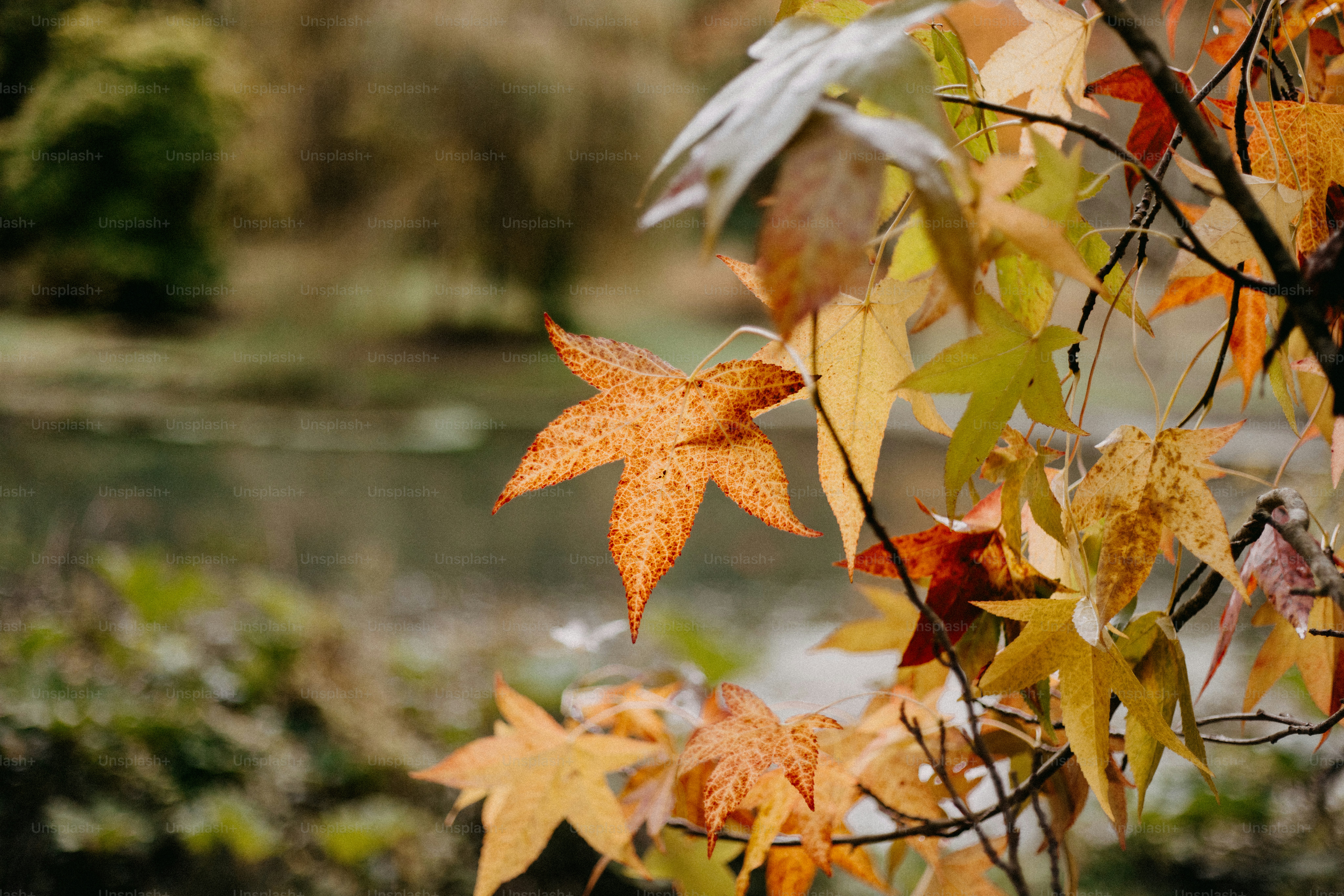 A leafy tree with a river in the background