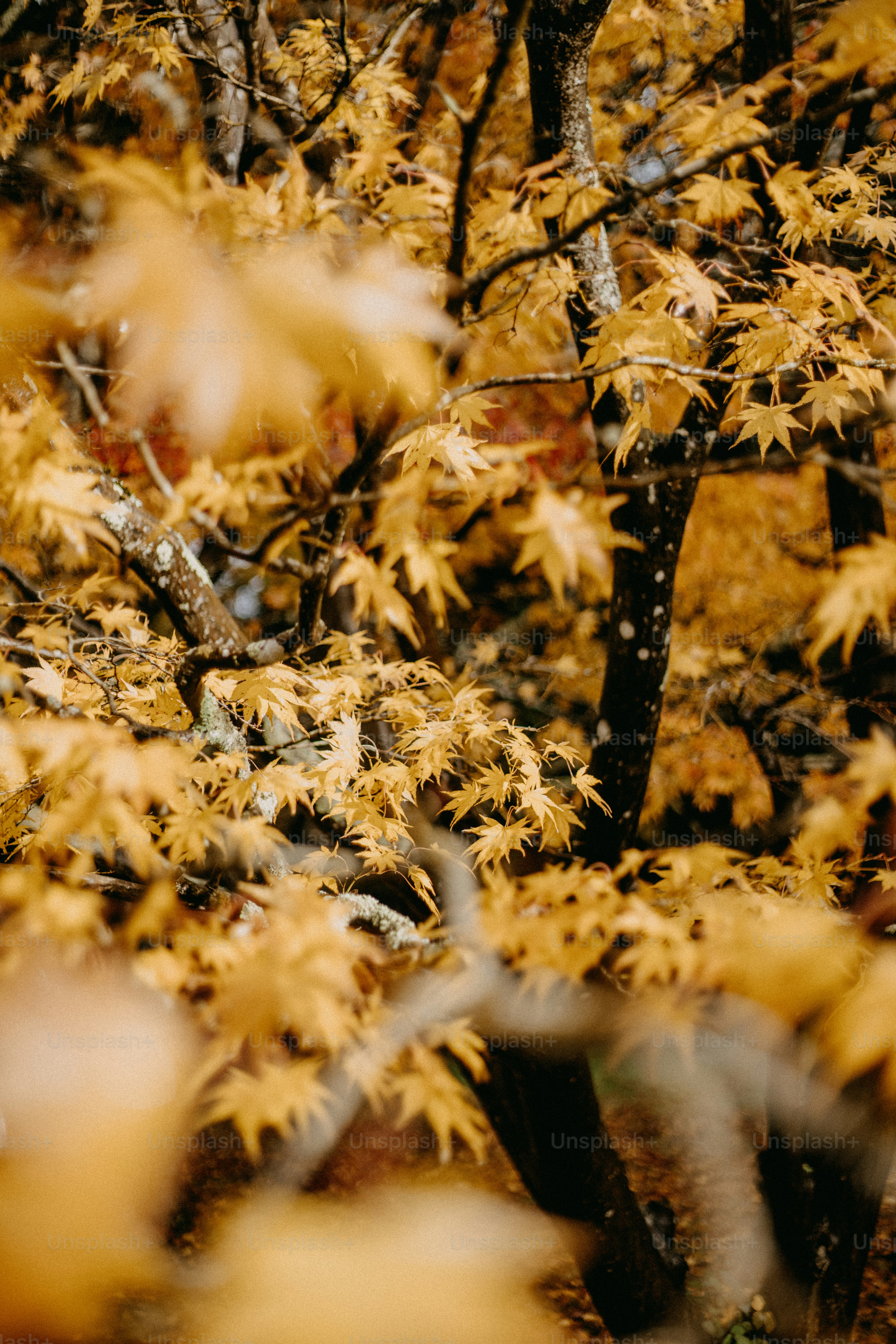 A close up of a tree with yellow leaves