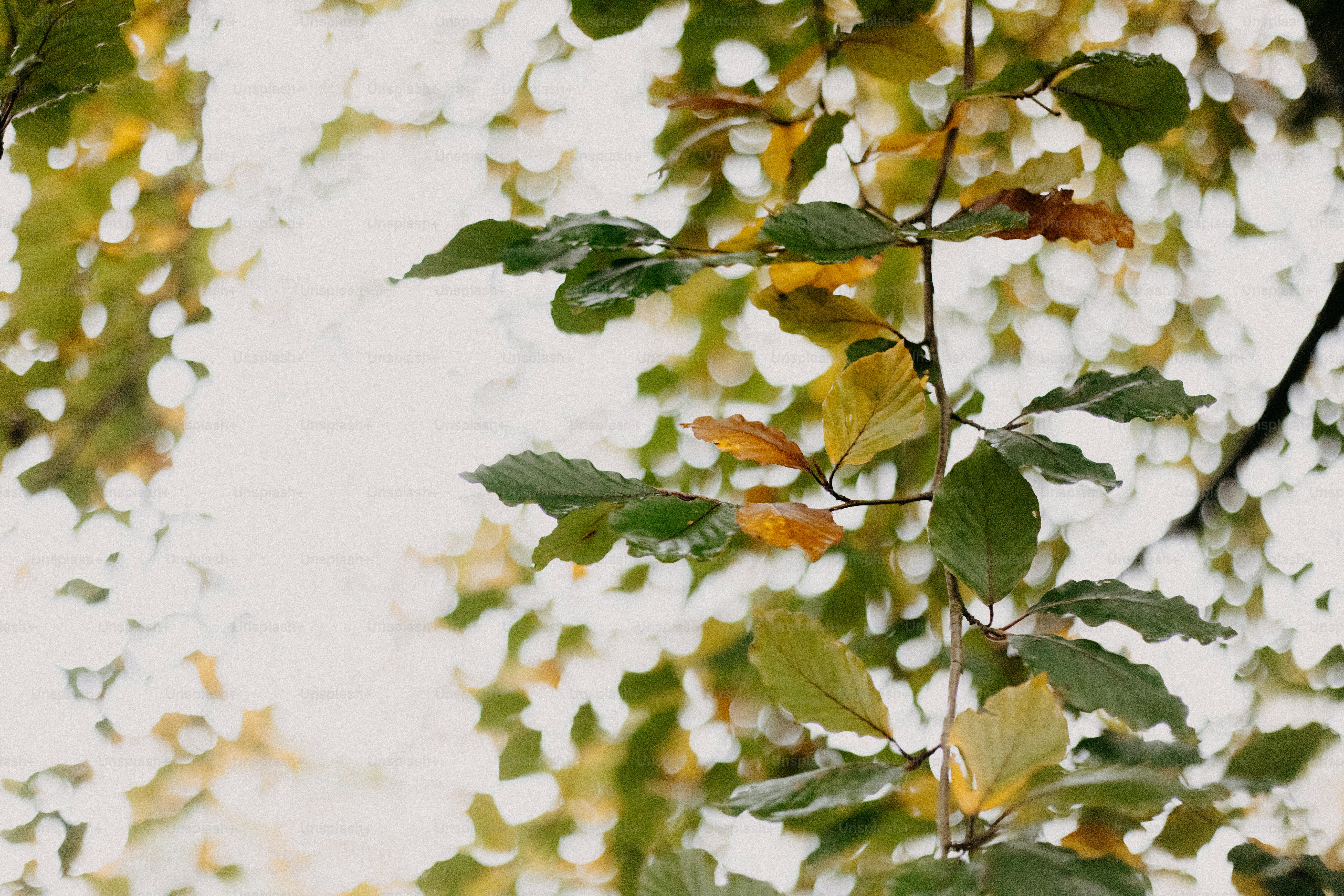 A close up of leaves on a tree