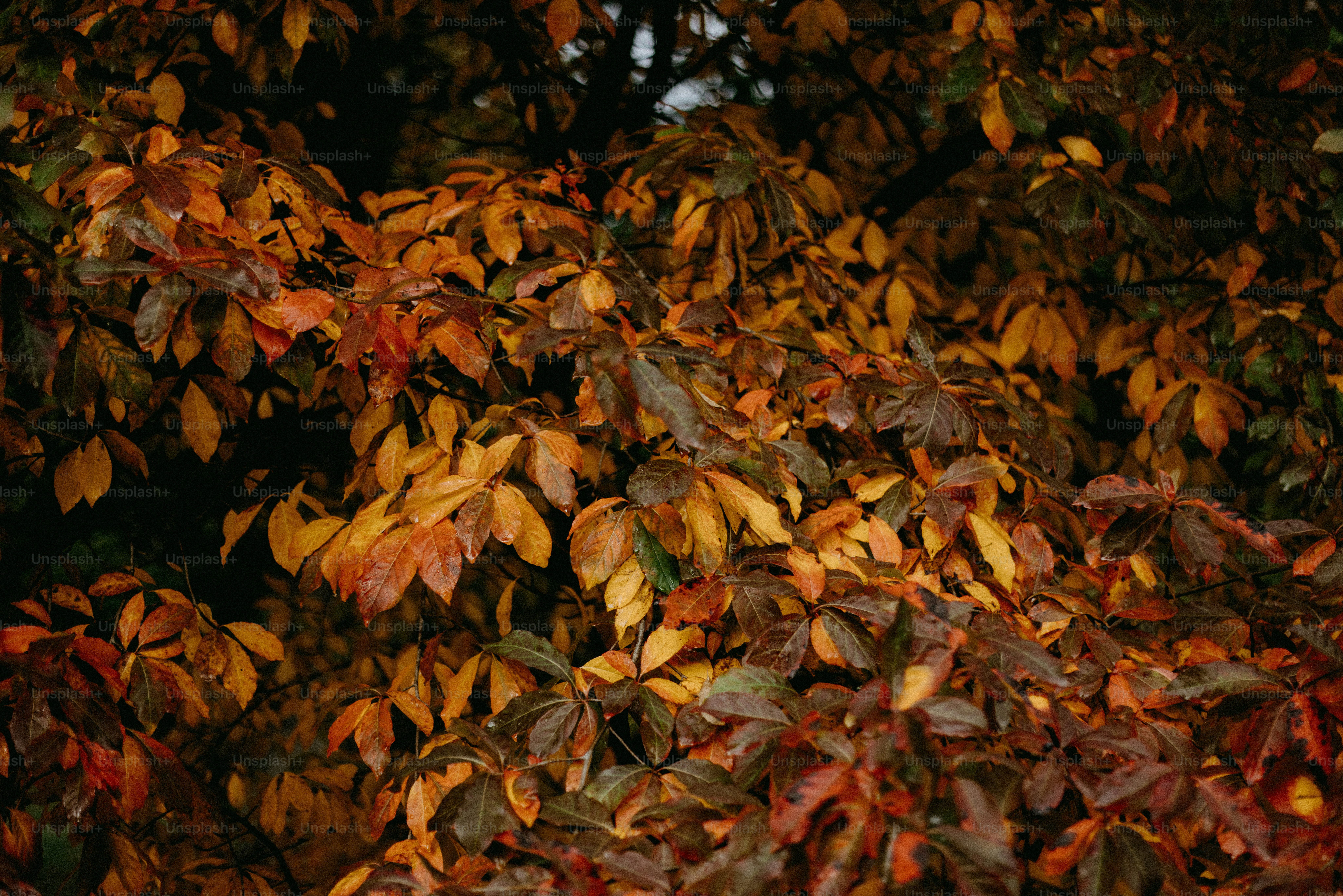 A red fire hydrant sitting in the middle of a forest