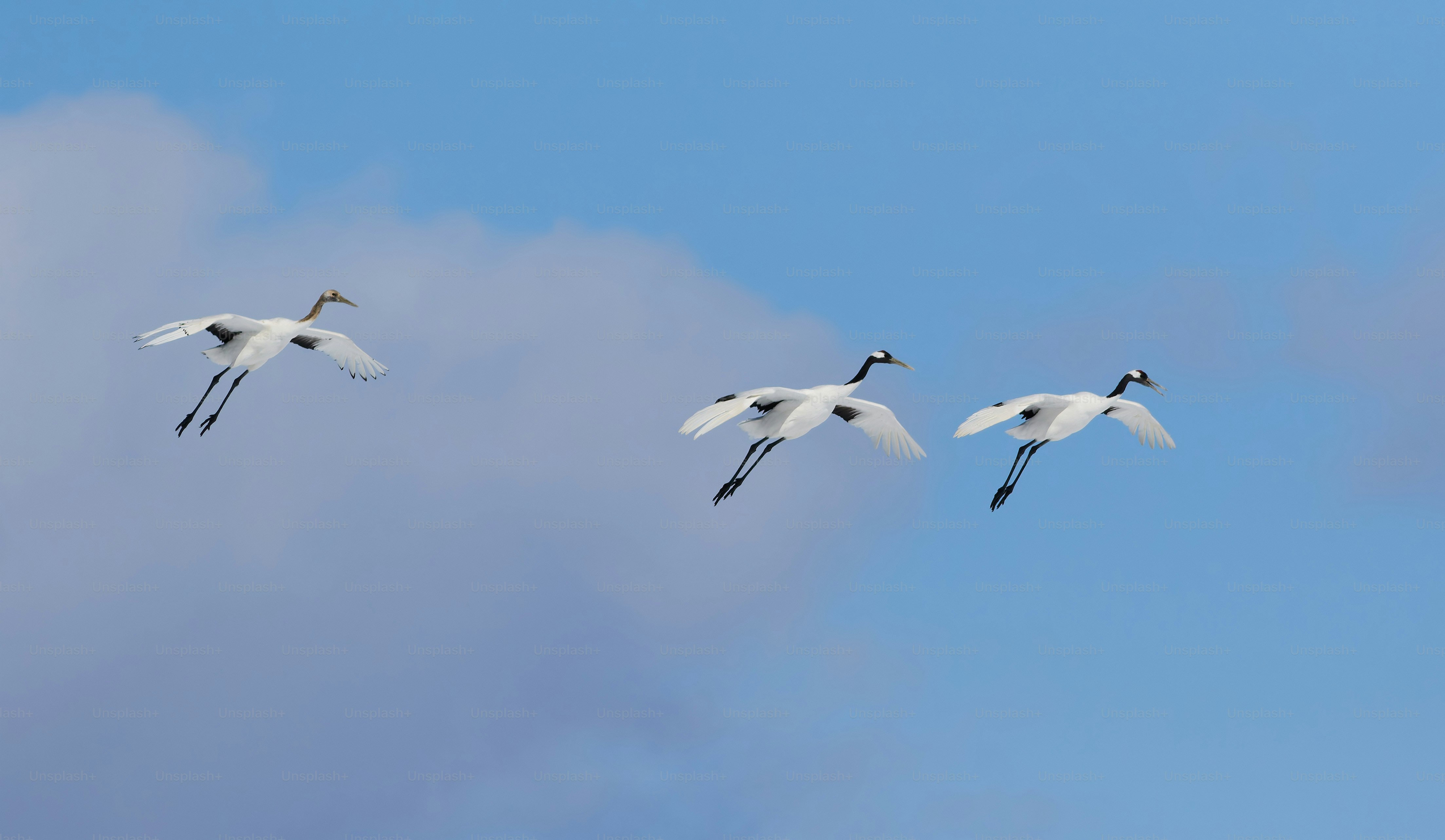 Ein Vogelschwarm fliegt durch den blauen Himmel