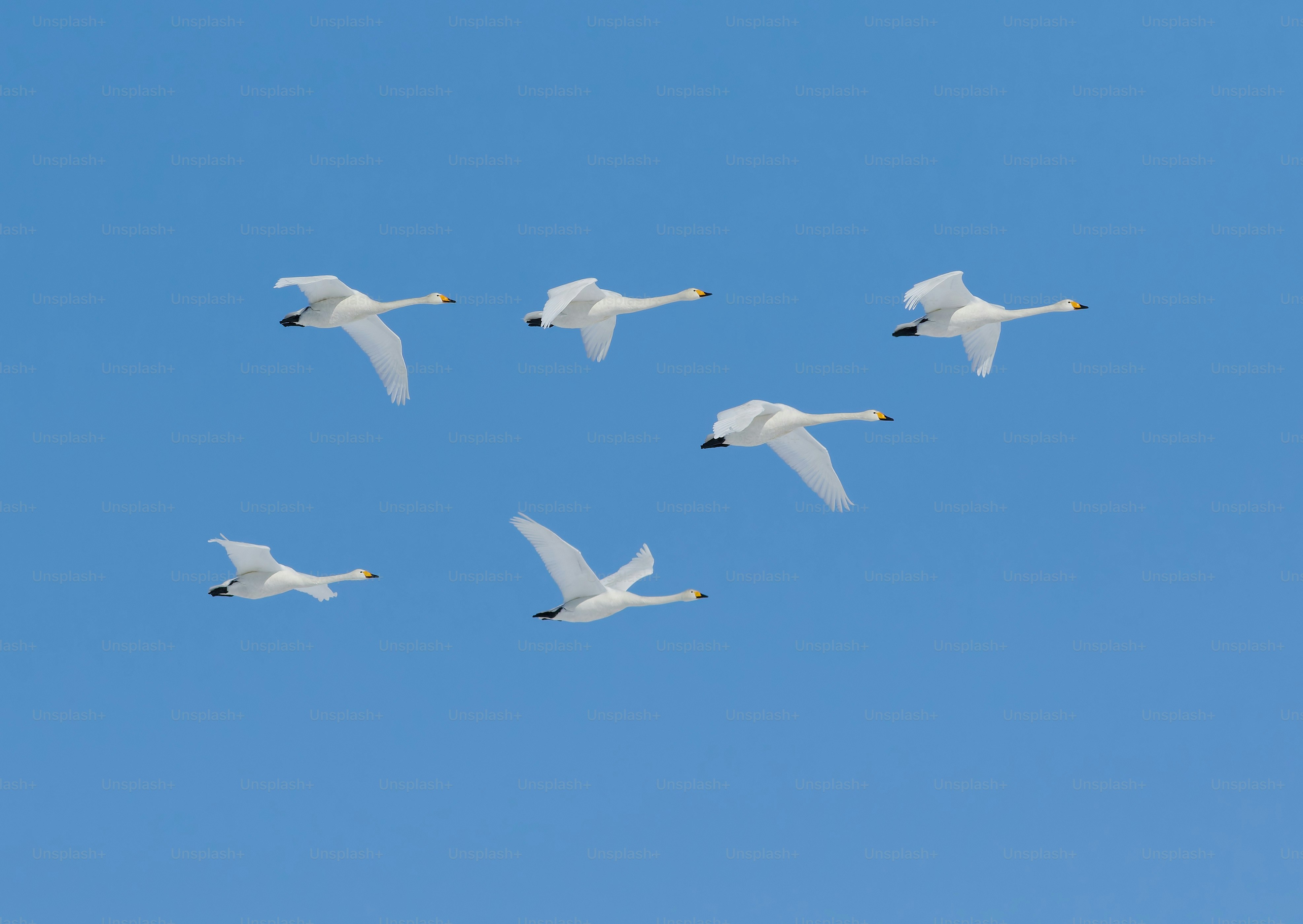 Ein Vogelschwarm fliegt durch den blauen Himmel