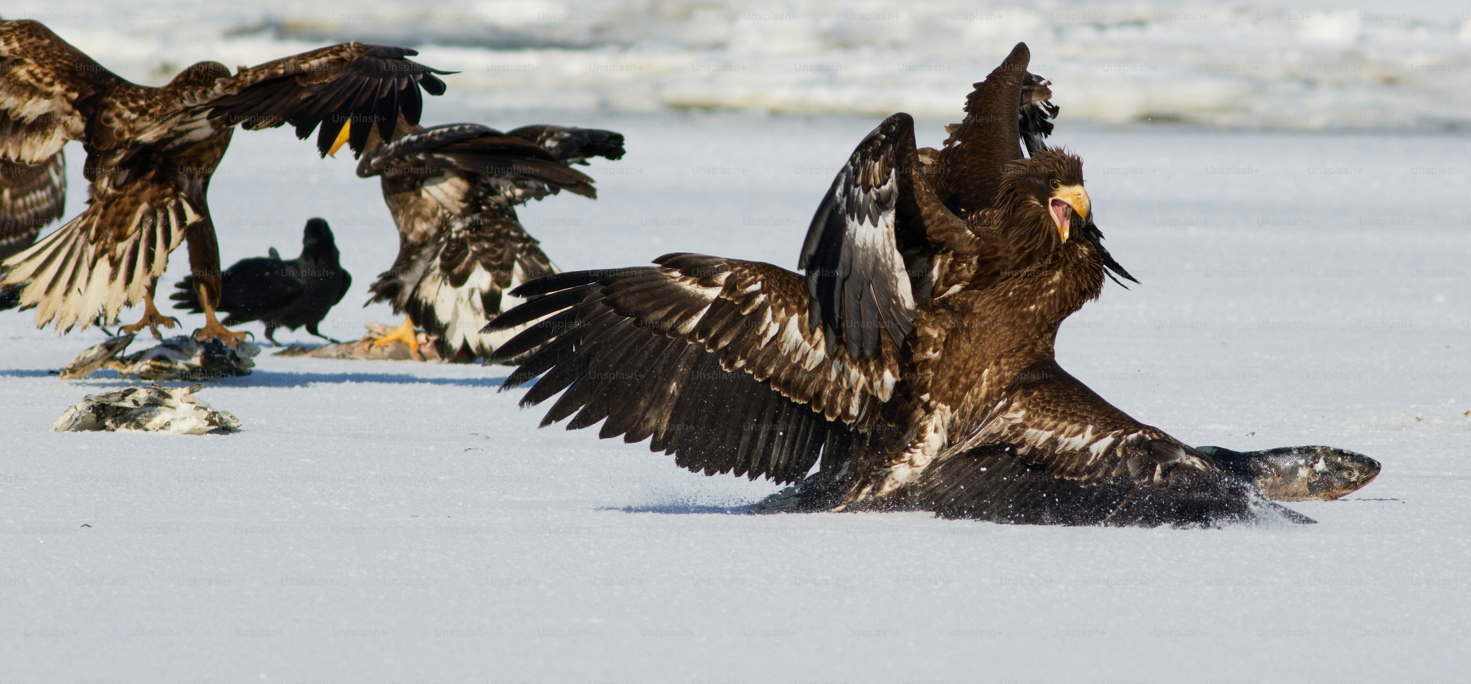 Eine Gruppe von Vögeln, die im Schnee stehen