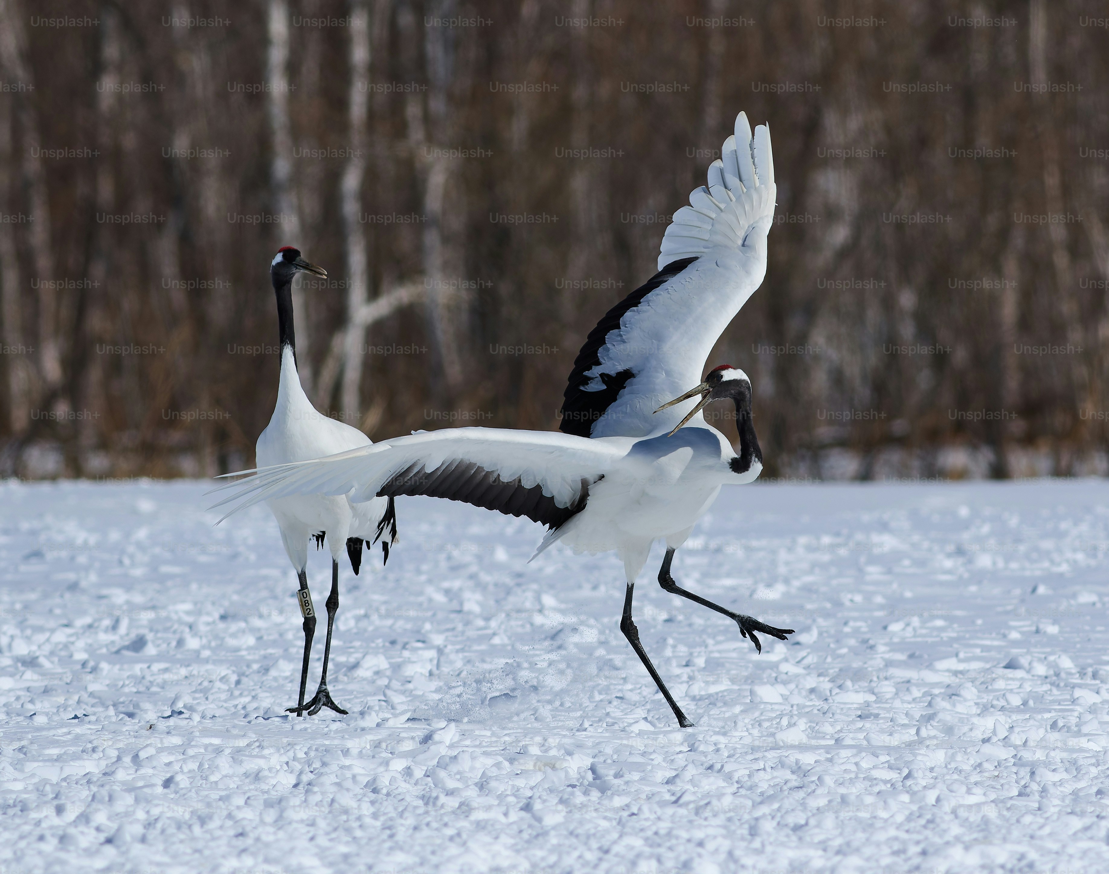 Ein paar Vögel, die im Schnee sind