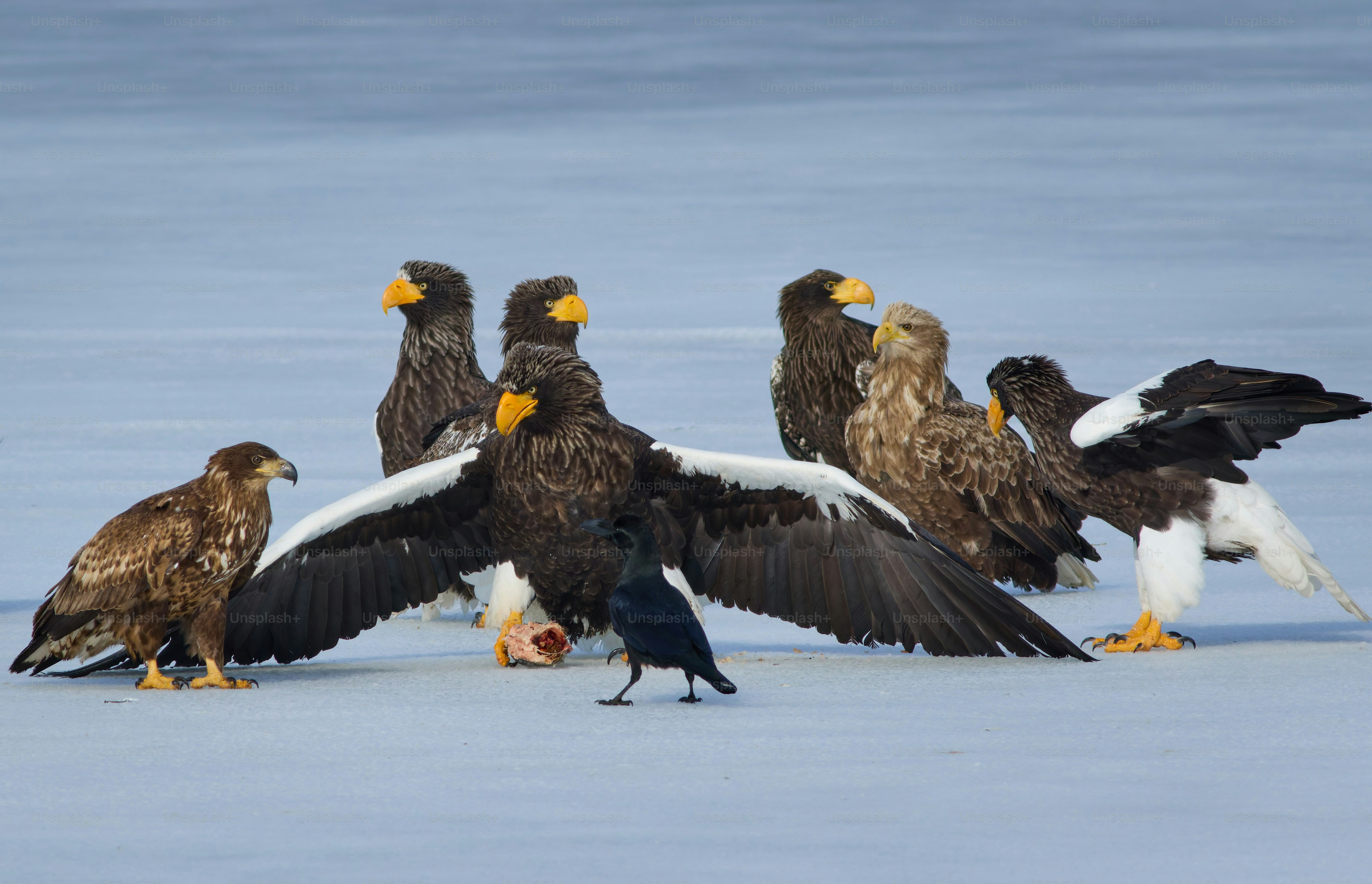 Eine Gruppe von Vögeln steht auf einem schneebedeckten Boden
