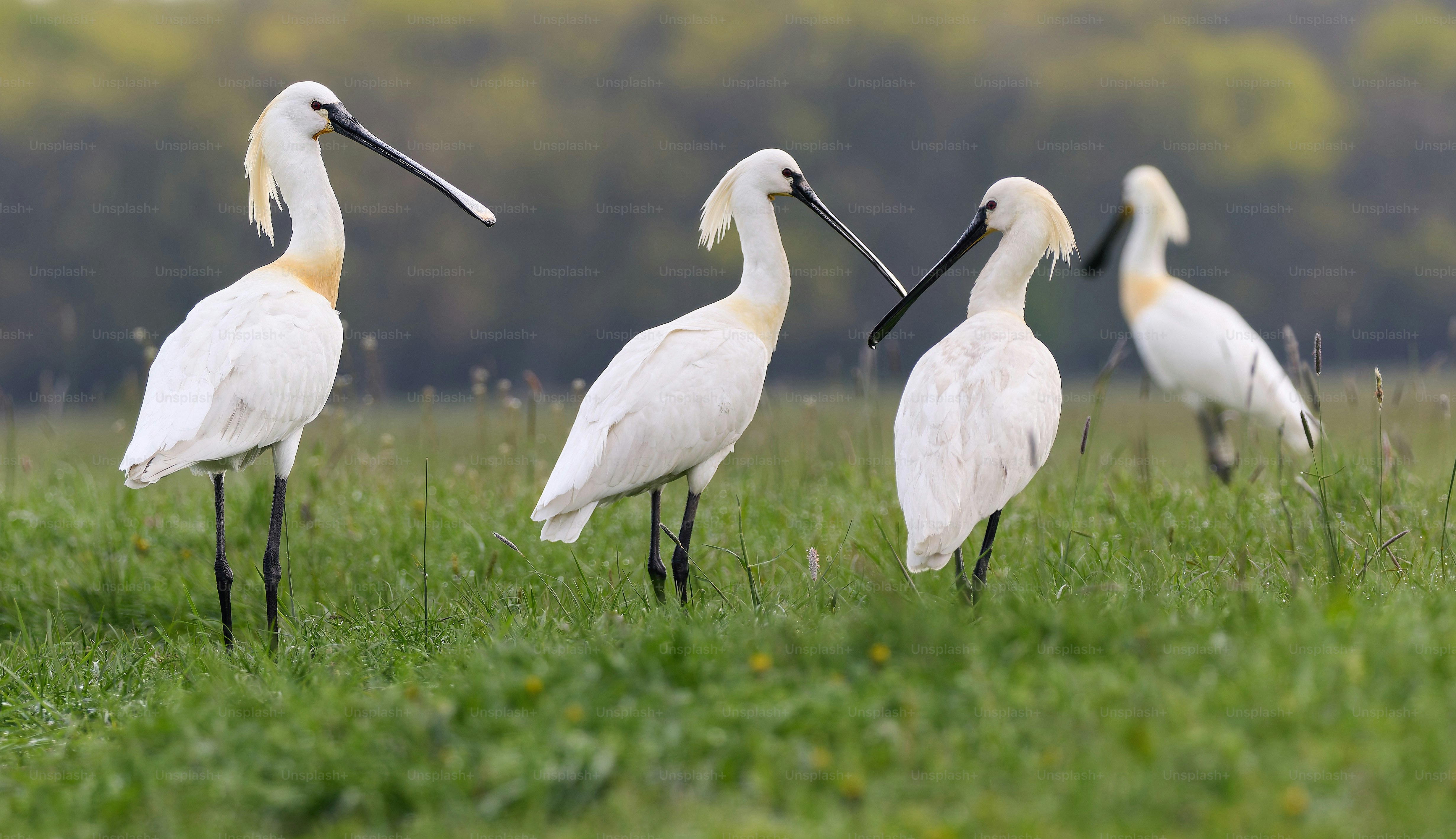 Eine Gruppe weißer Vögel steht auf einer saftig grünen Wiese